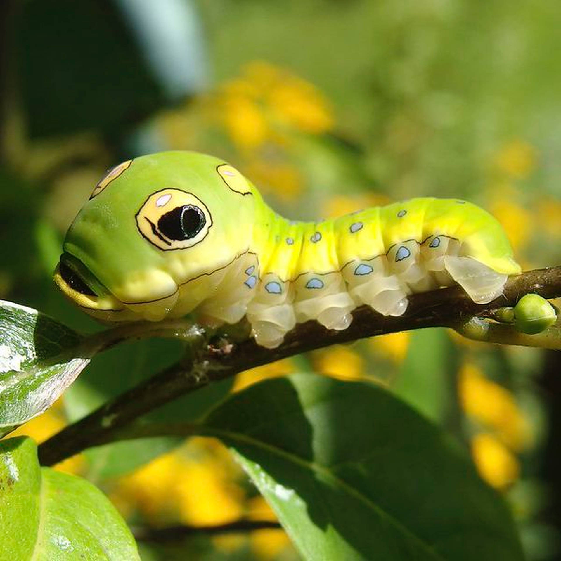 Caterpillar Insect Big Head Background