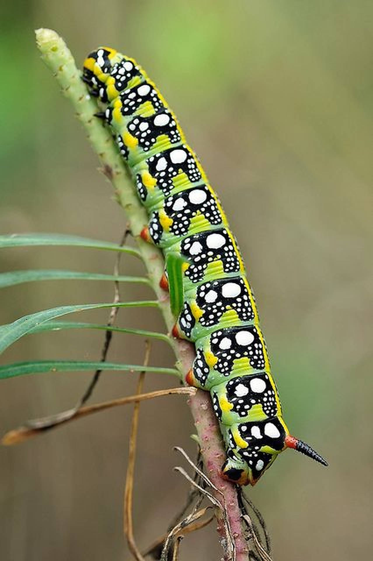 Caterpillar Insect Black And White Pattern Background