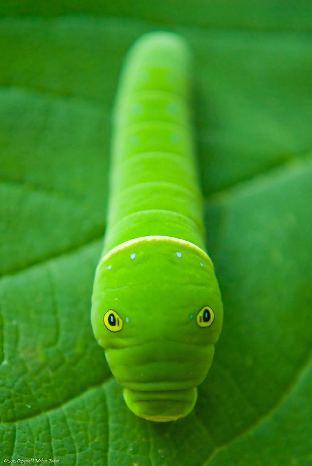 Caterpillar Insect Eyes Background