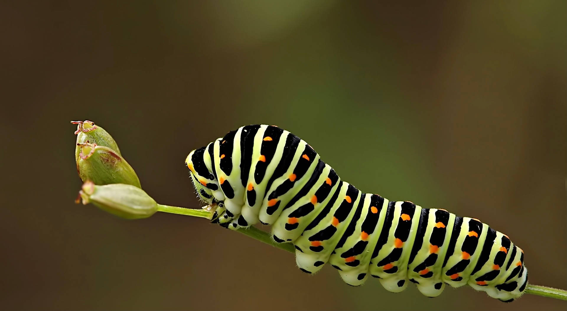 Caterpillar Insect Life Background