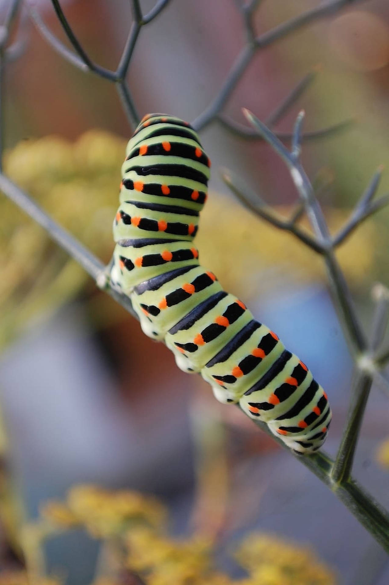 Caterpillar Insect On A Branch Background