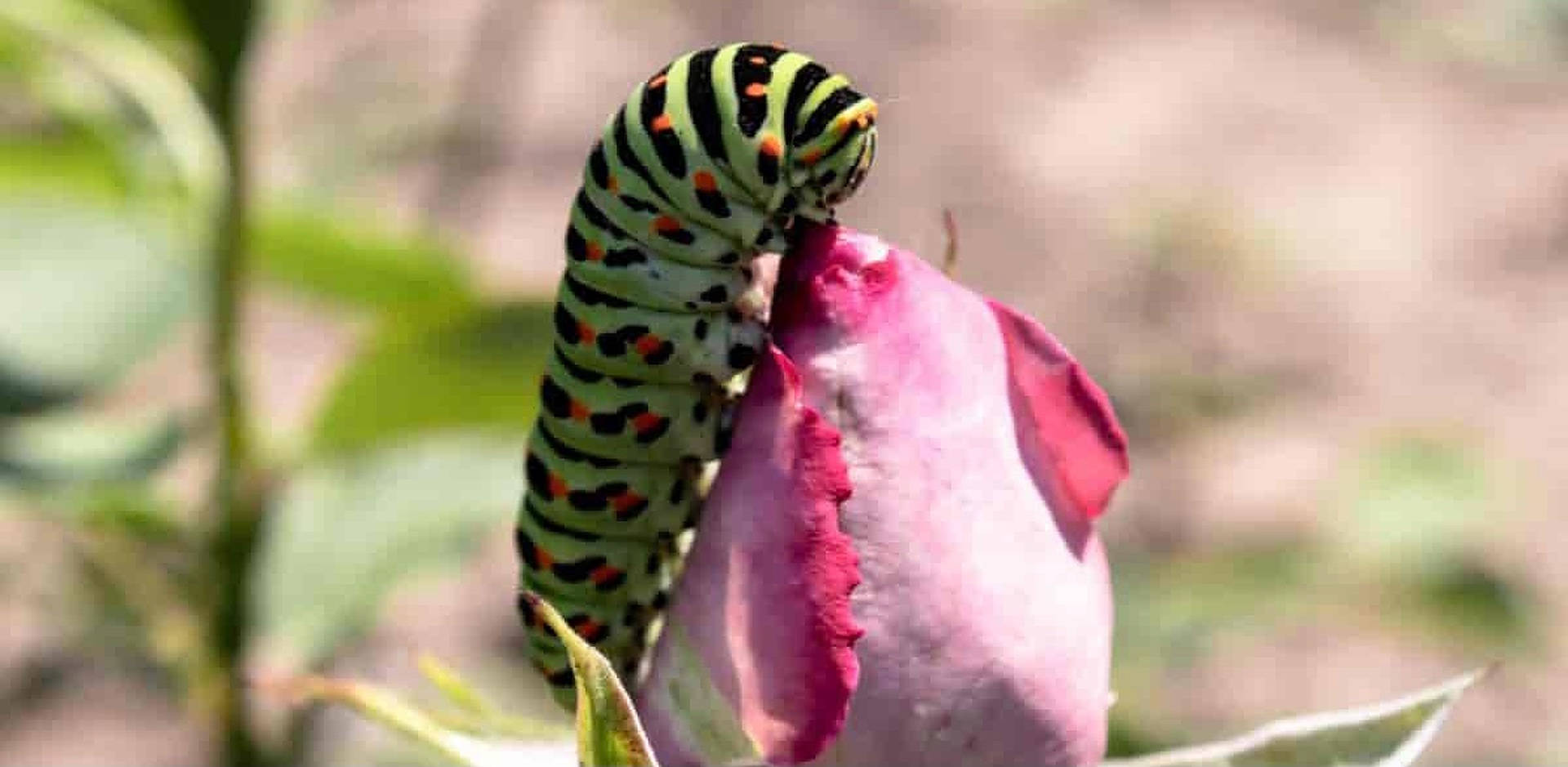 Caterpillar Insect On A Rose Bud