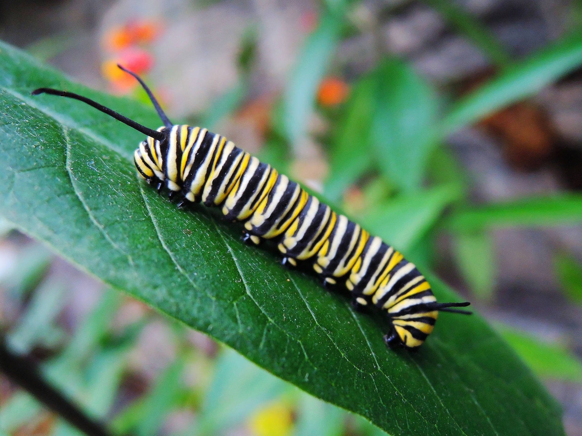 Caterpillar Insect On Green Leaf Background