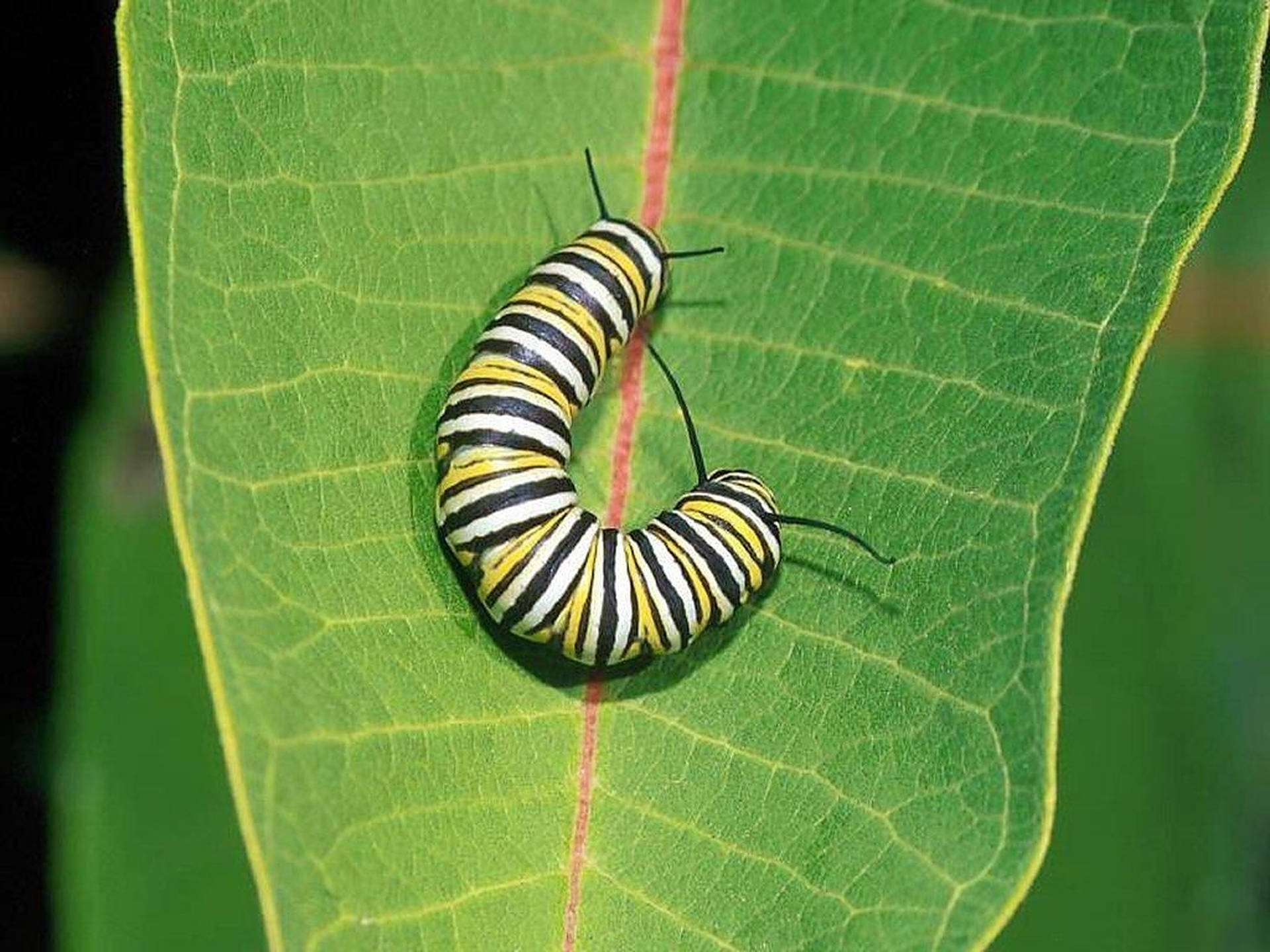 Caterpillar Insect On Leaf Background