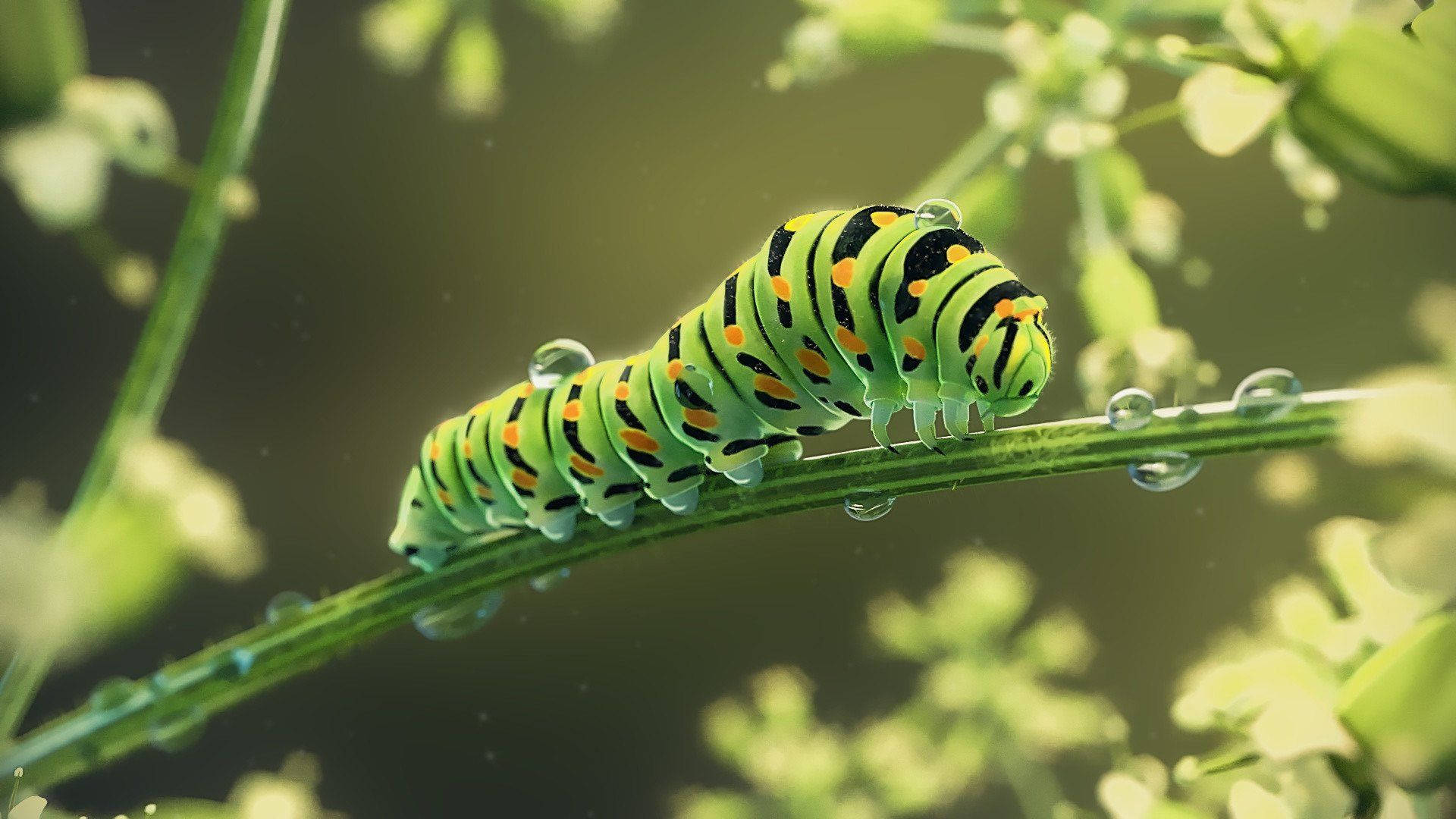 Caterpillar Insect On Stem Background