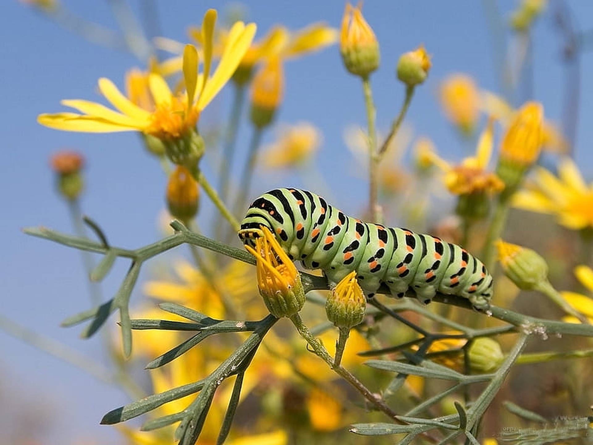 Caterpillar Insect On Yellow Flower Background