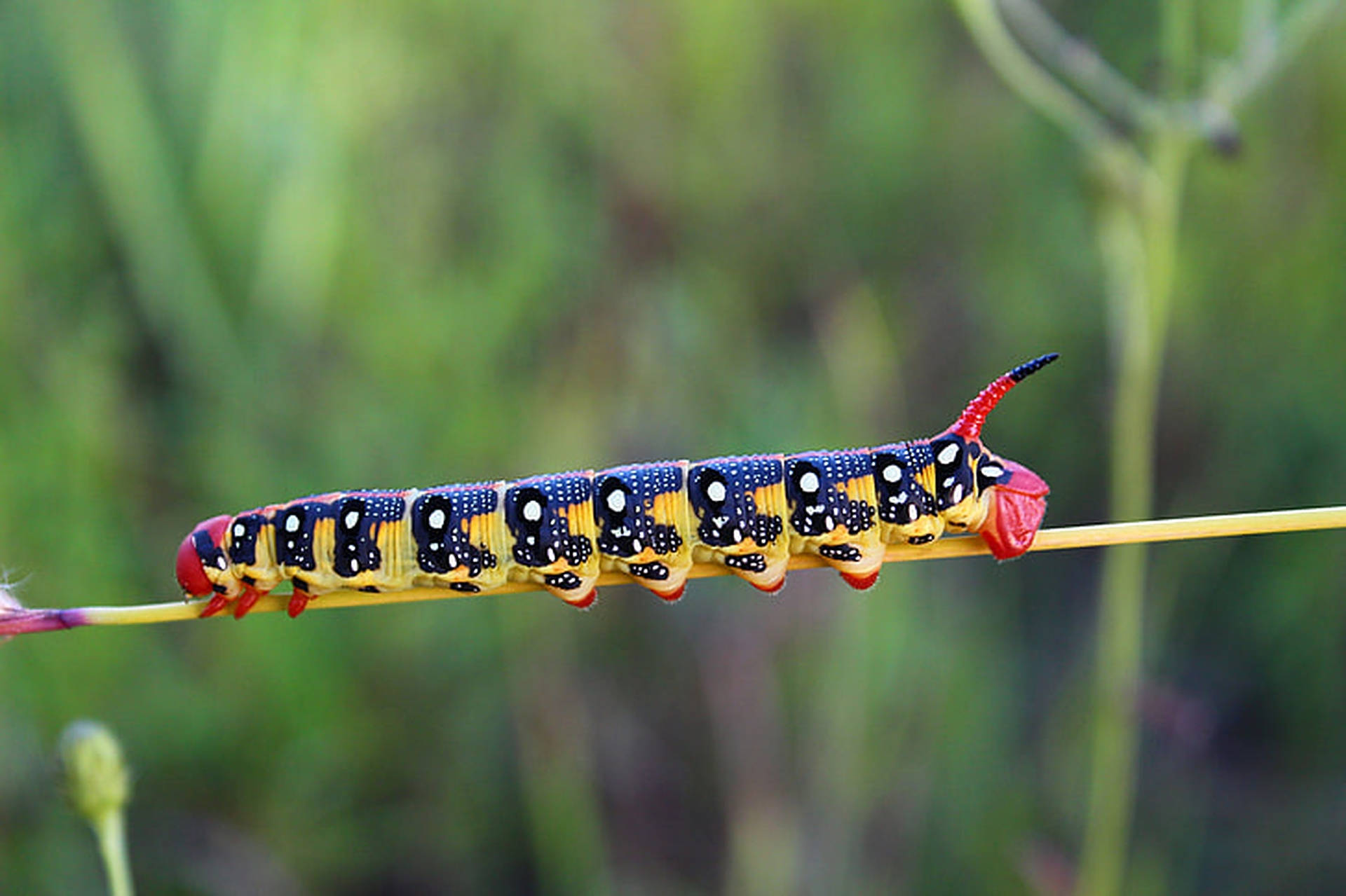 Caterpillar Insect Pattern Background