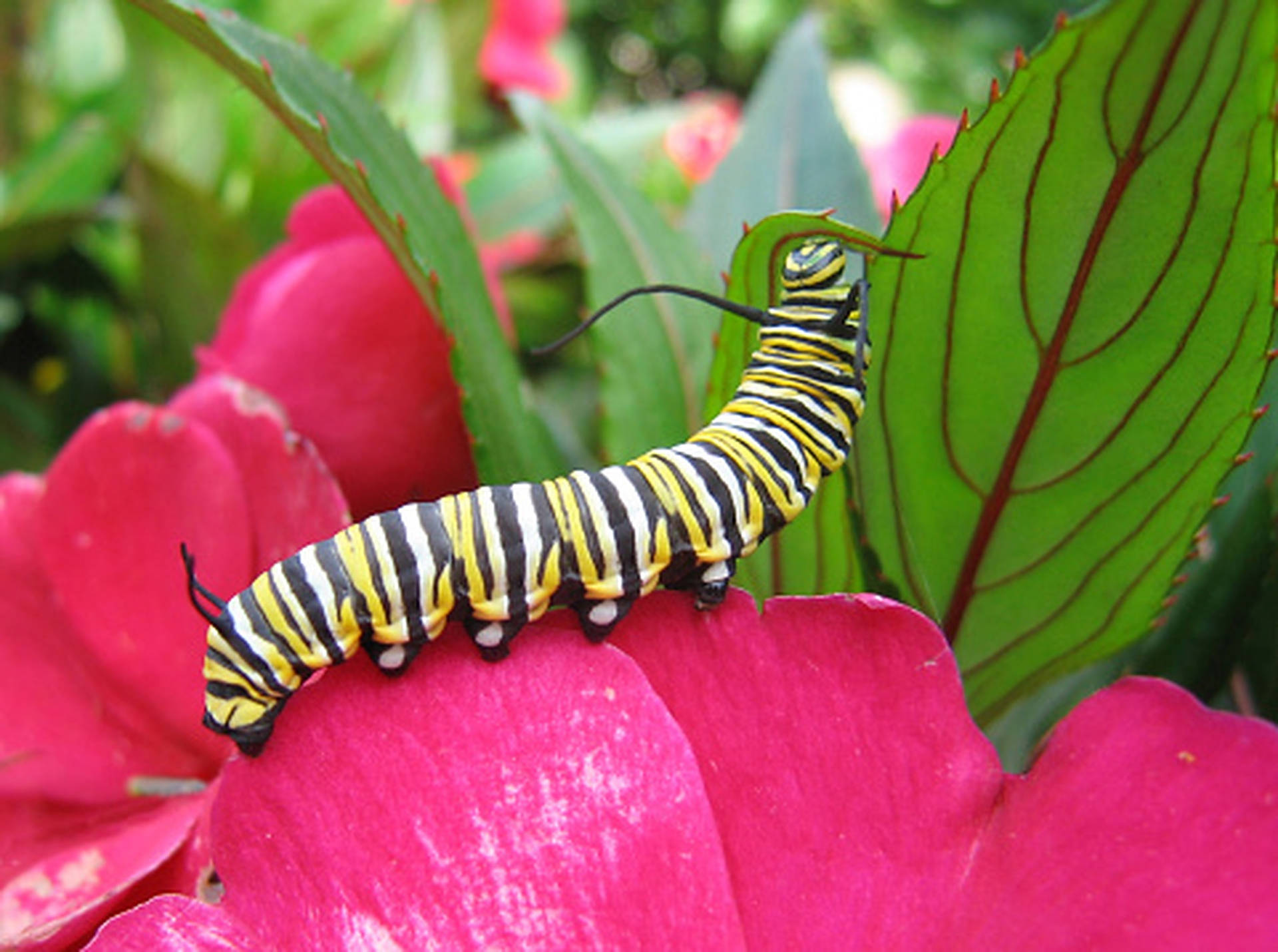 Caterpillar Insect Pink Flower Background