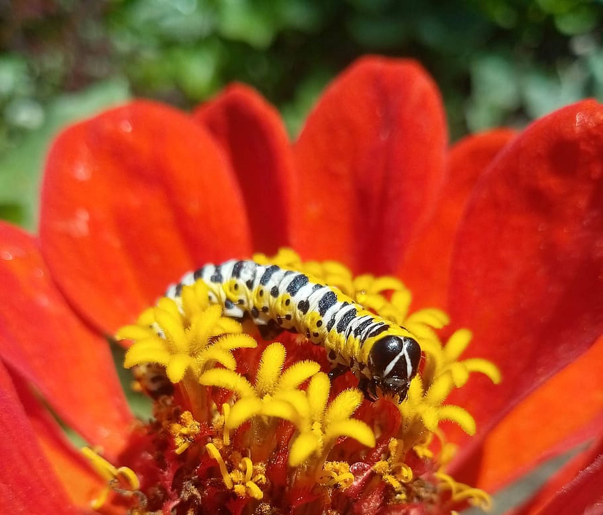 Caterpillar Insect Red Flower