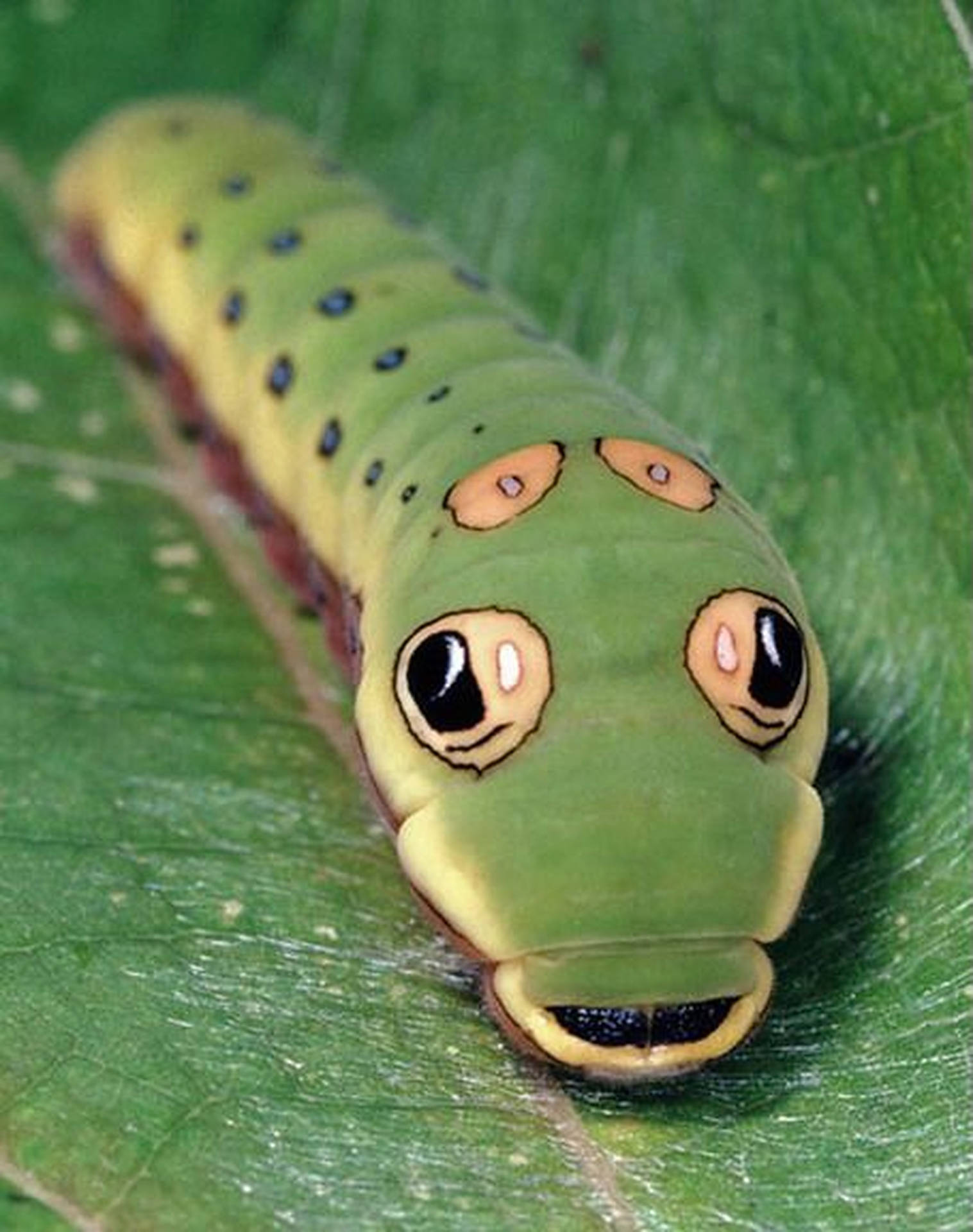 Caterpillar Insect Snake Face Background