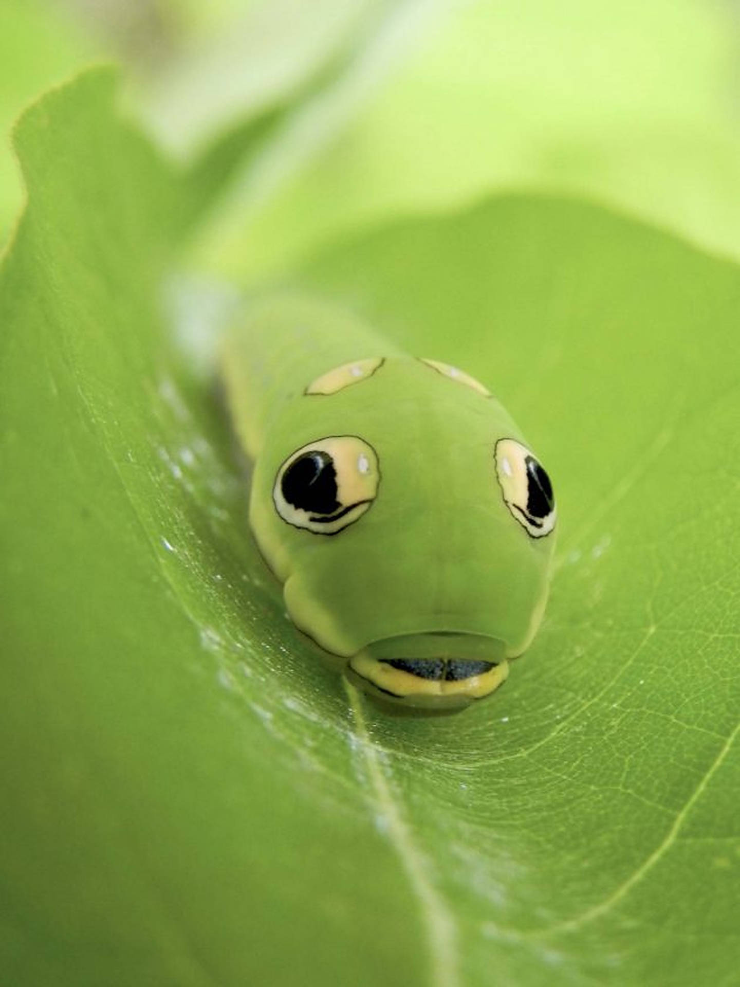 Caterpillar Insect Snake Like Appearance Background