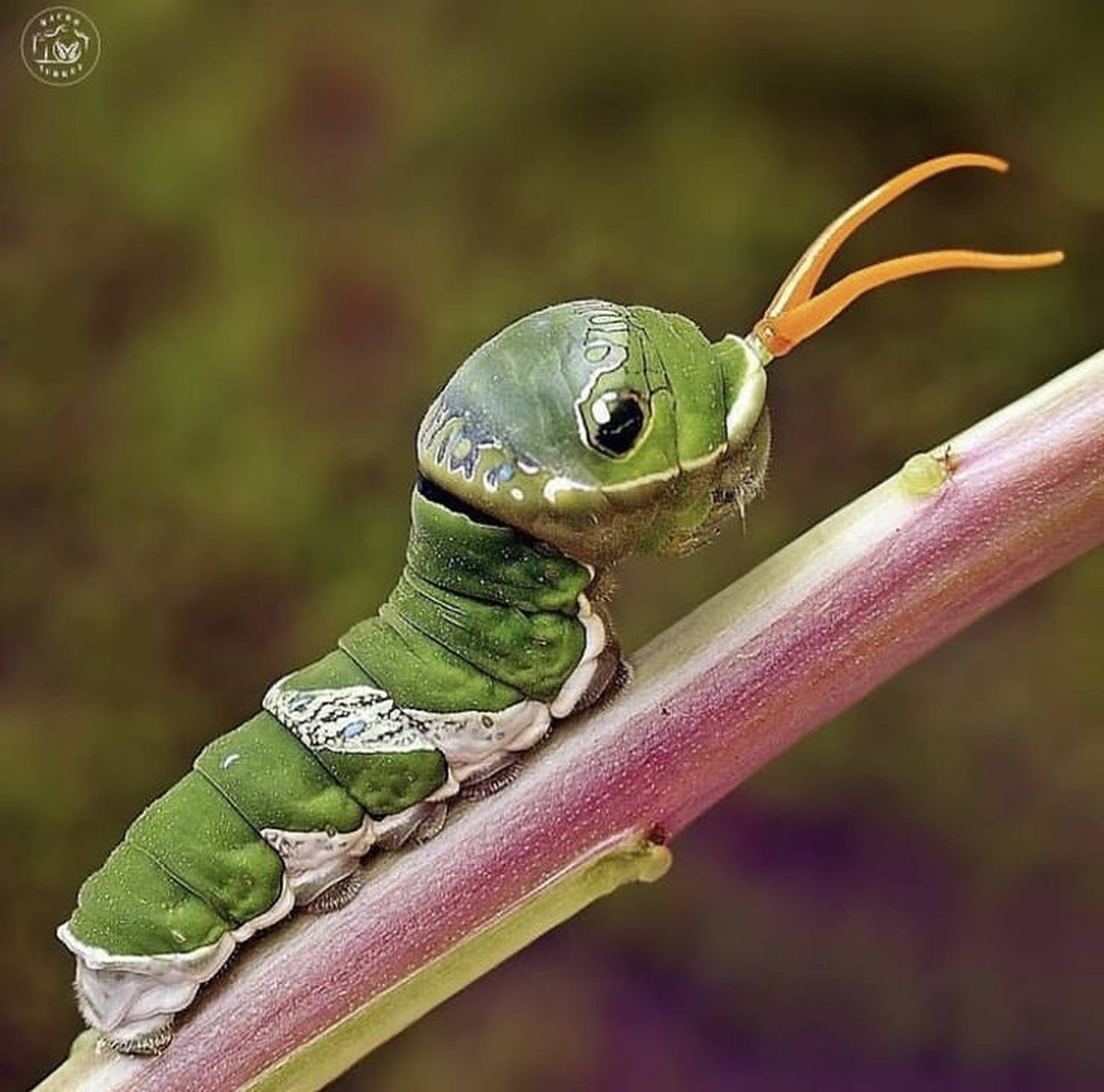 Caterpillar Insect Tentacles Background