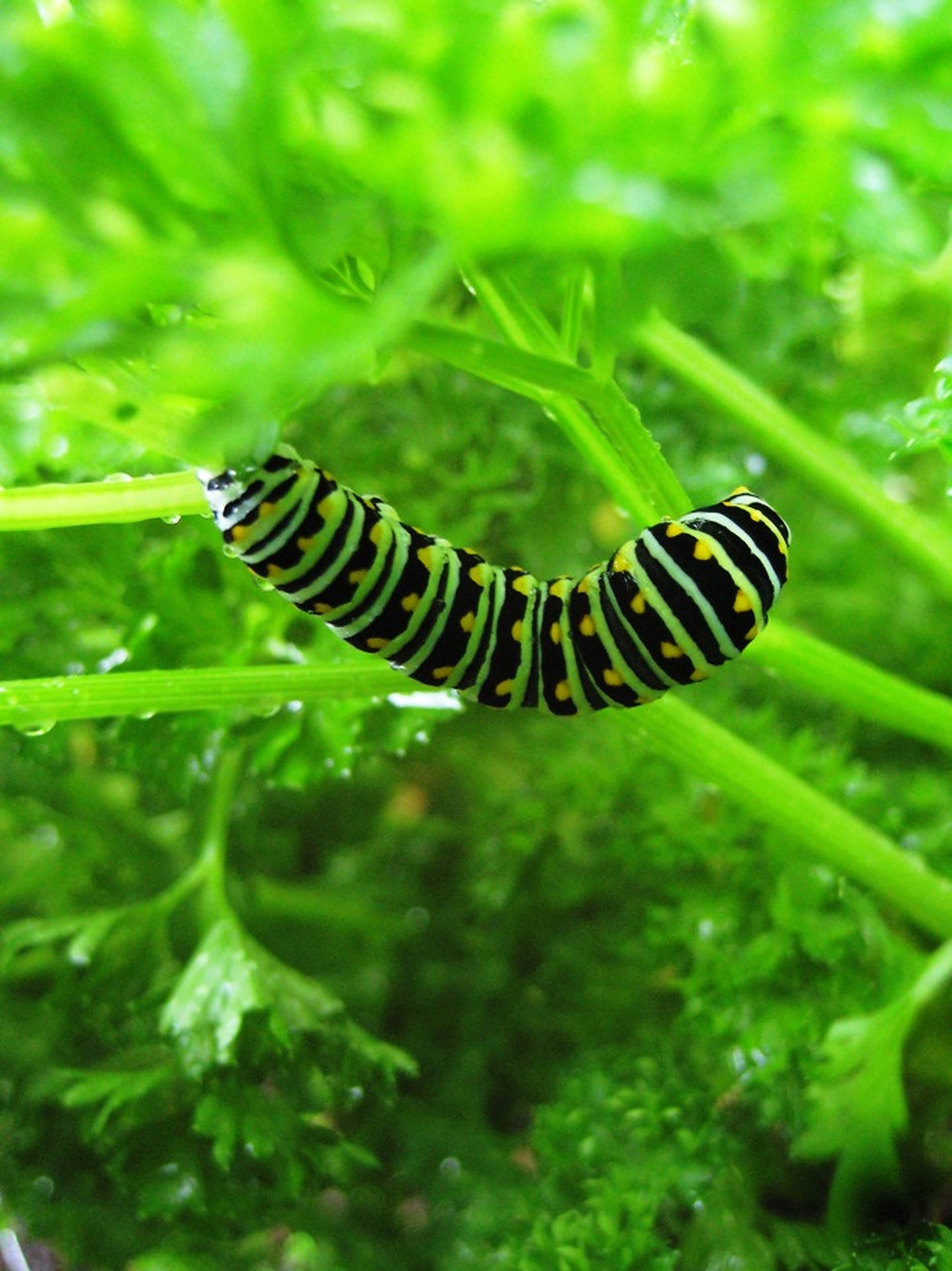 Caterpillar Insect Under Green Plant Background