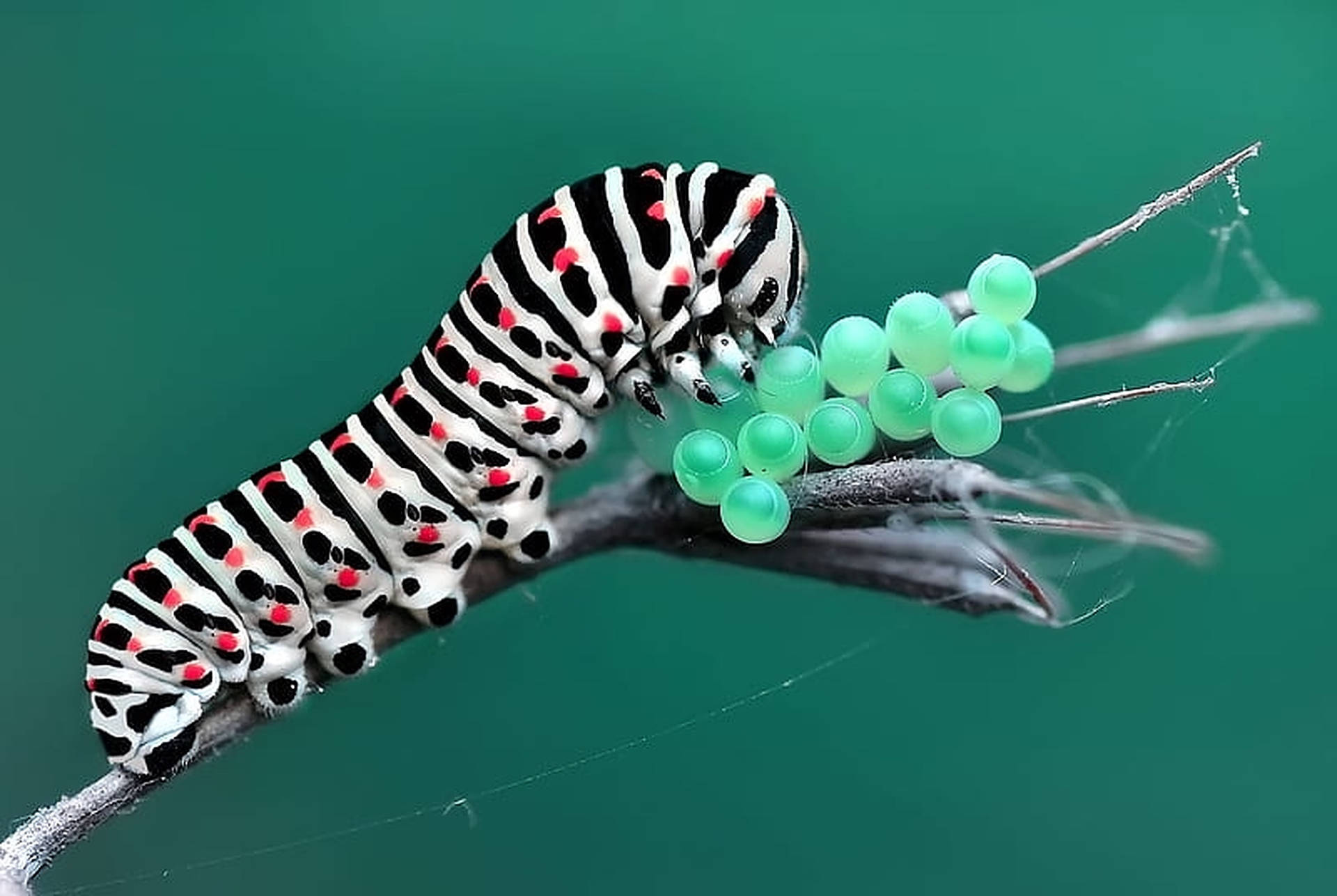 Caterpillar Insect With Blue Beads Background