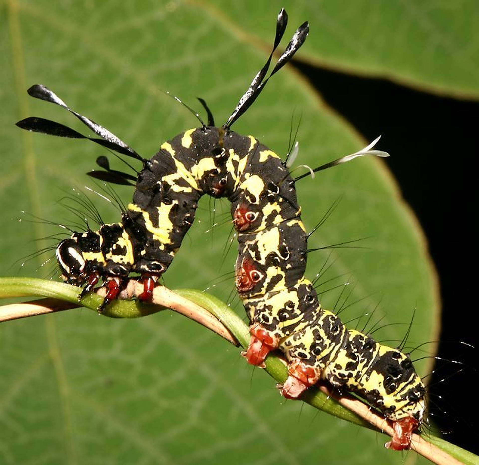 Caterpillar Insect With Thorns Background