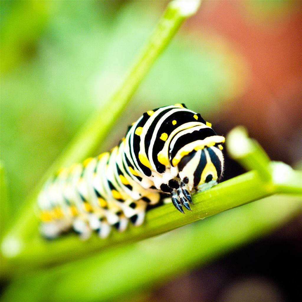 Caterpillar On A Bright Green Stem Background