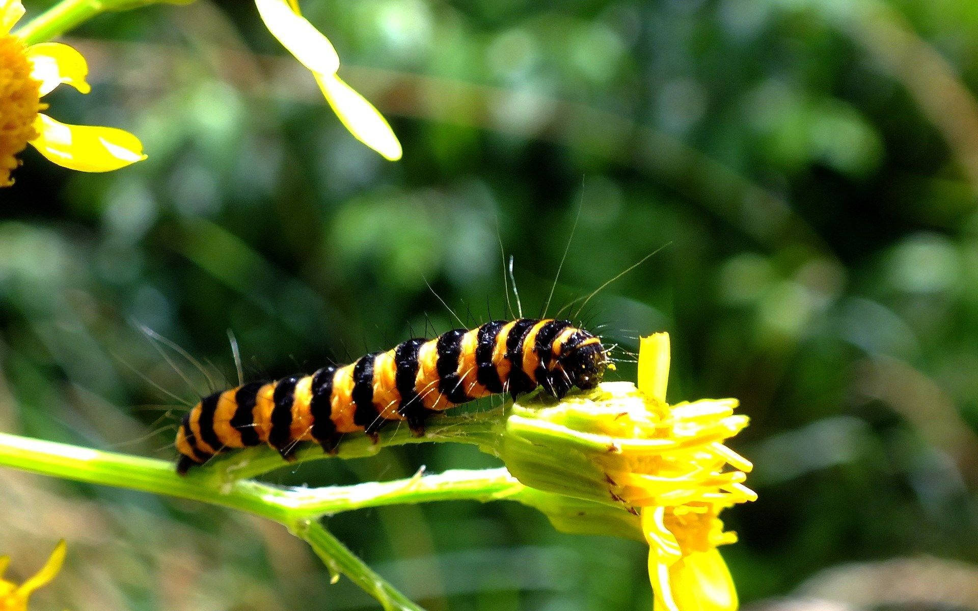 Caterpillar On Yellow Flower