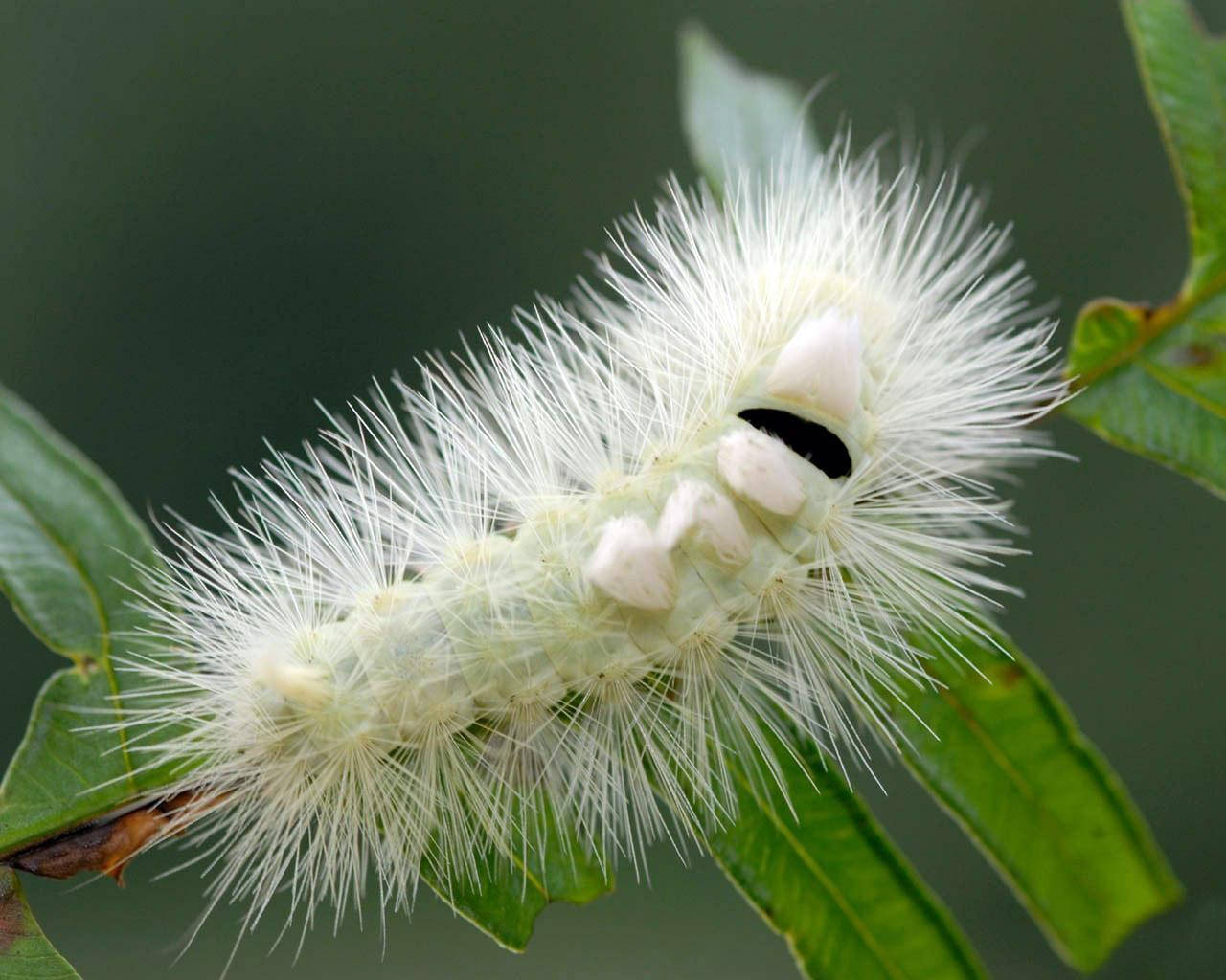 Caterpillar With White Long Hair Background