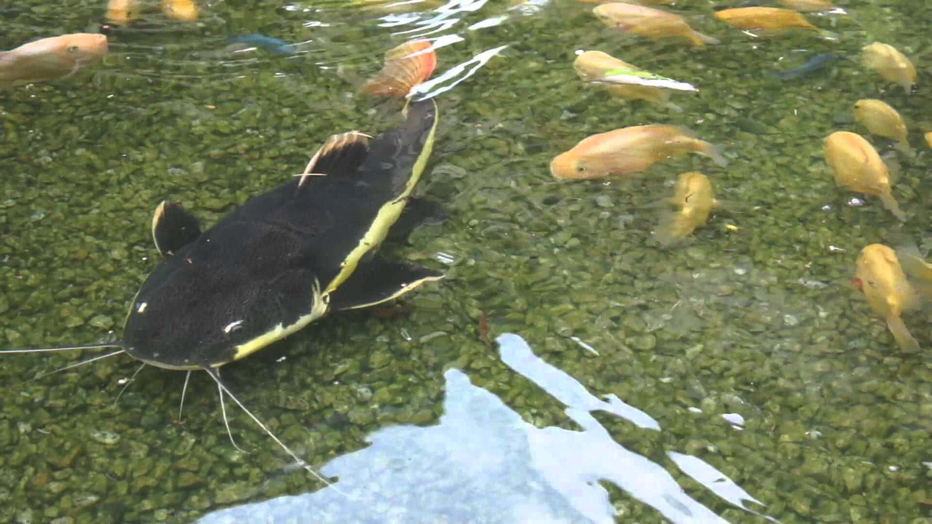 Catfish And Baby Fish Background