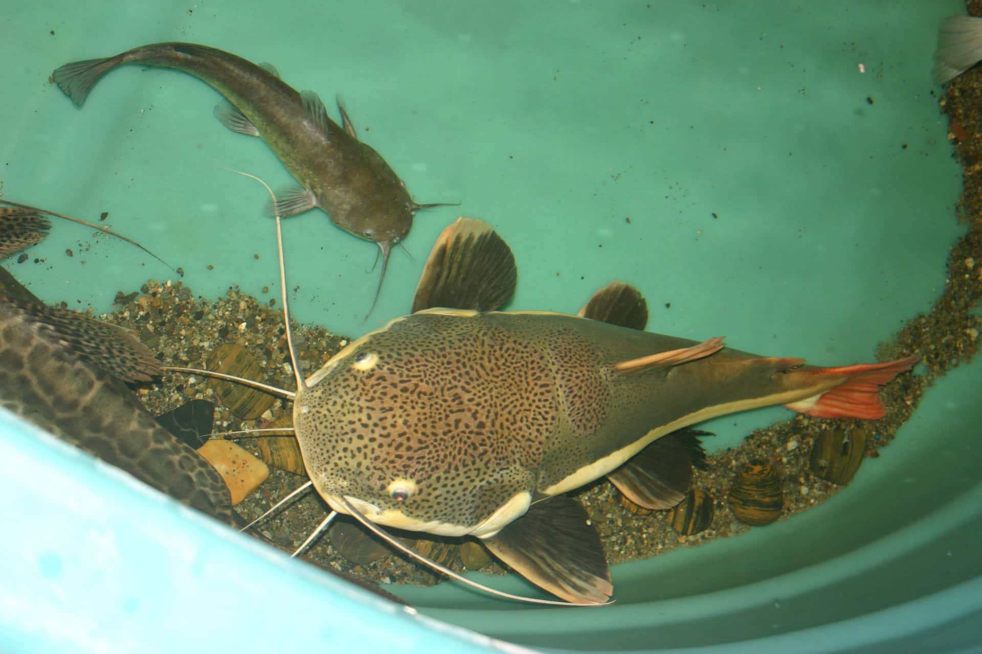 Catfish Inside A Basin Background