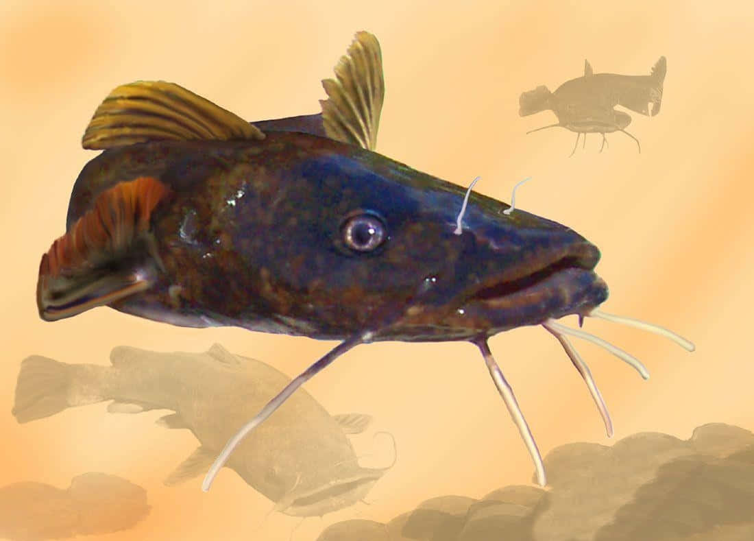 Catfish Painting Background