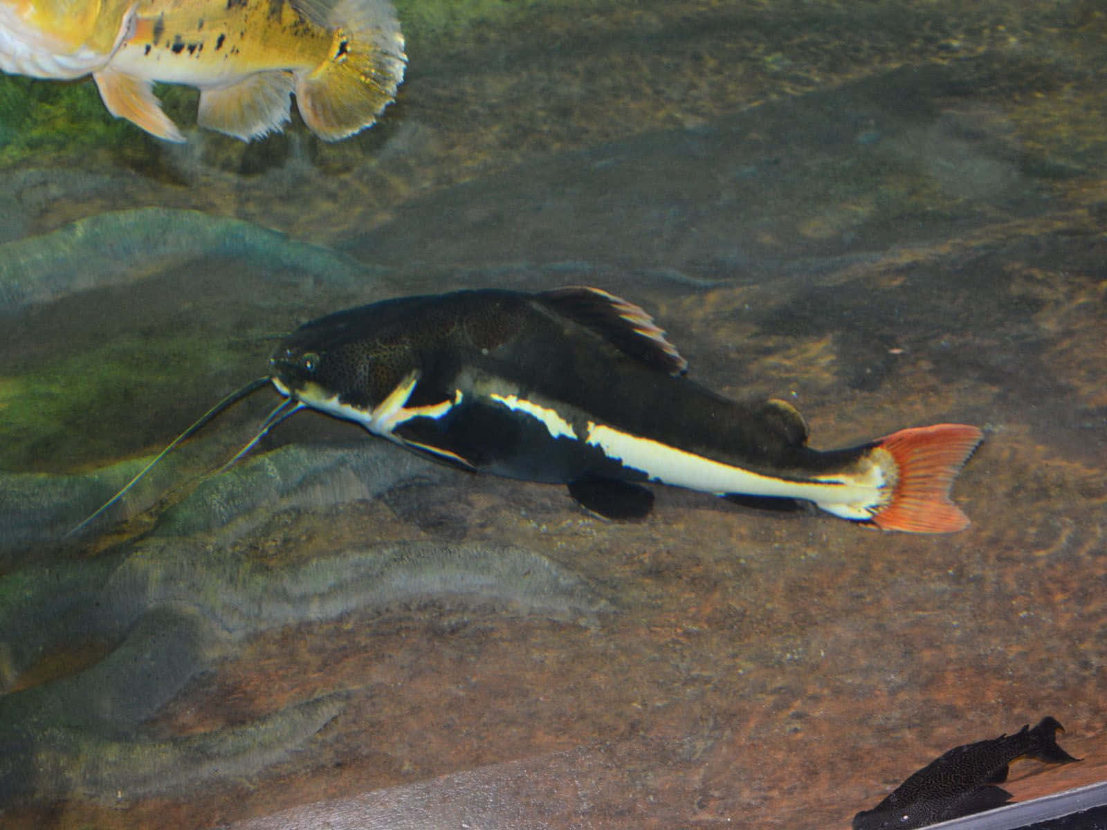 Catfish Visible On Clear Water Background