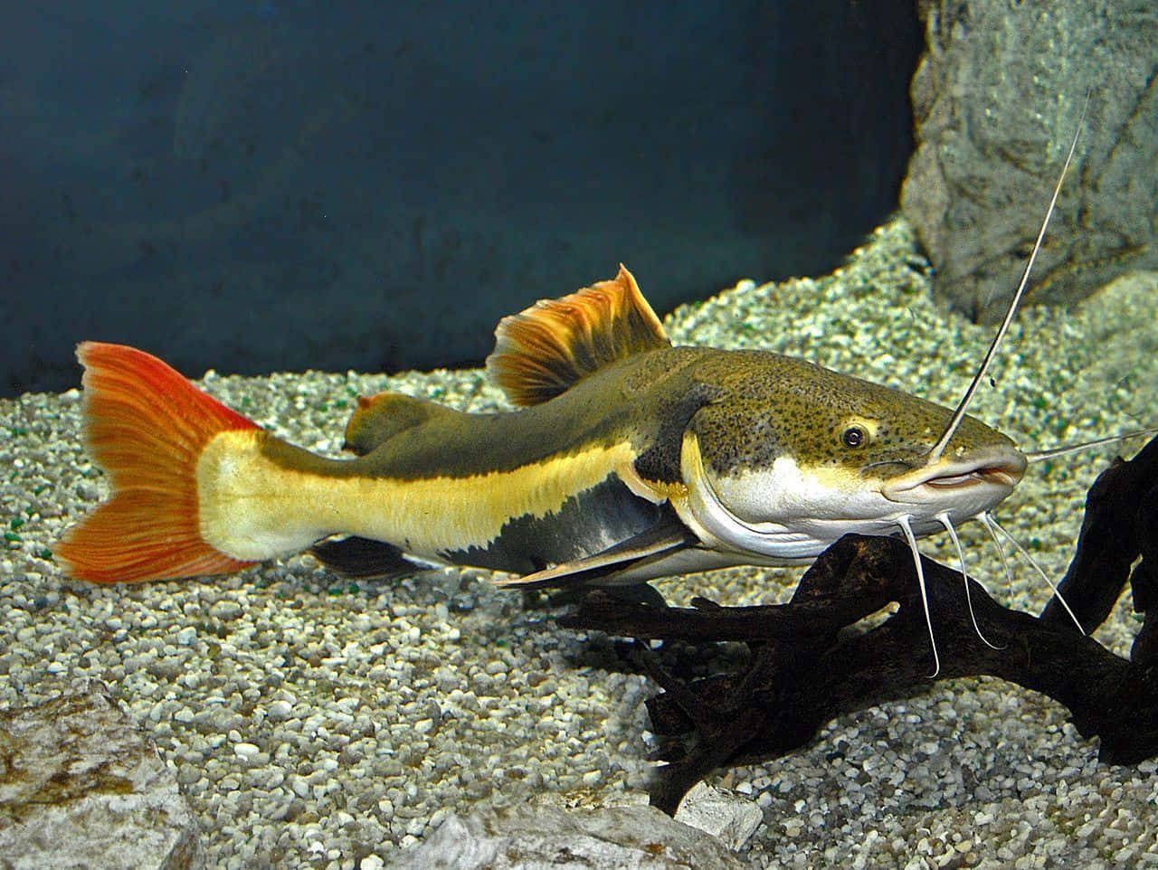 Catfish With Distinct Color Background