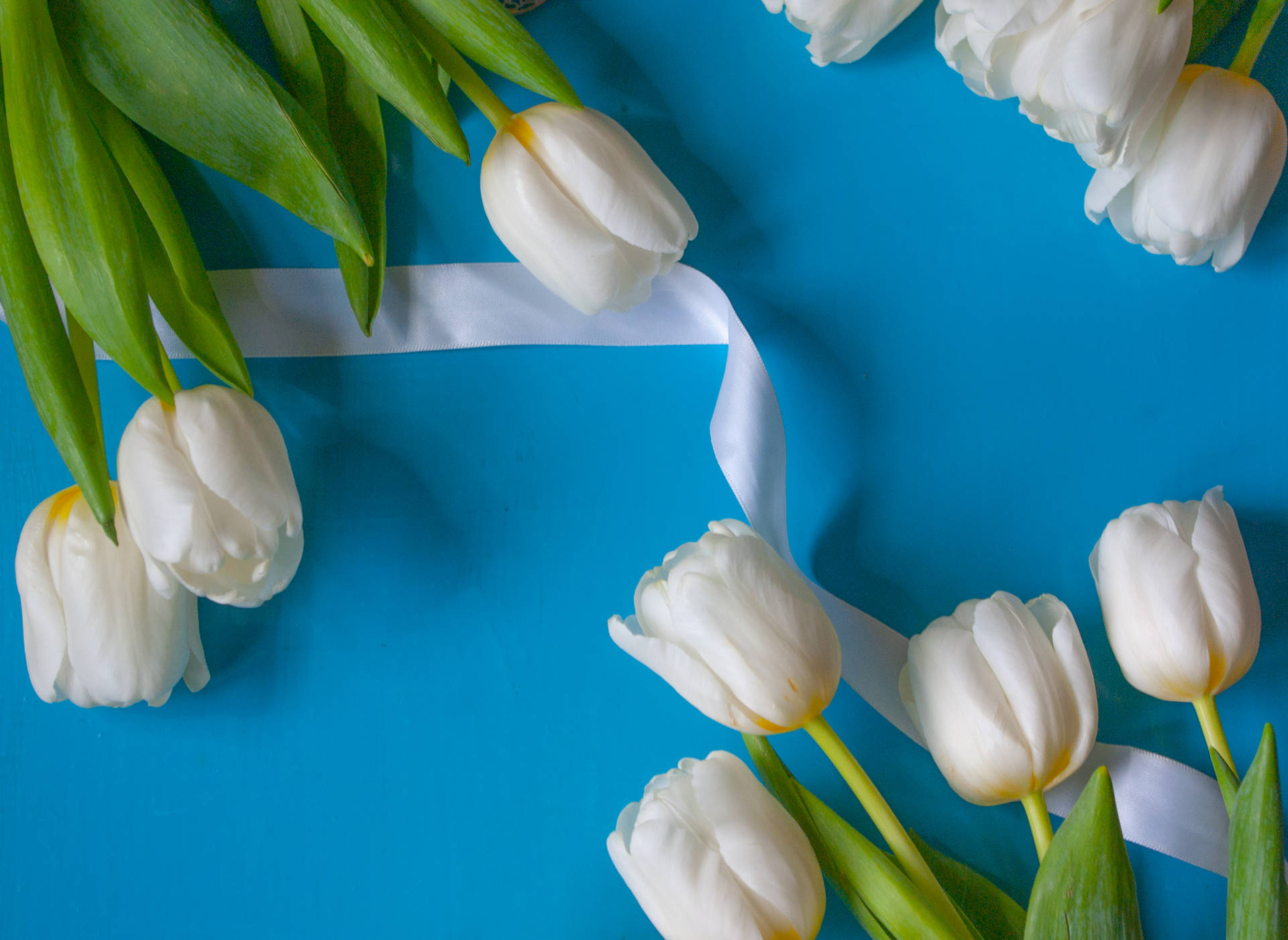 Catherina Single White Tulips Hd Background