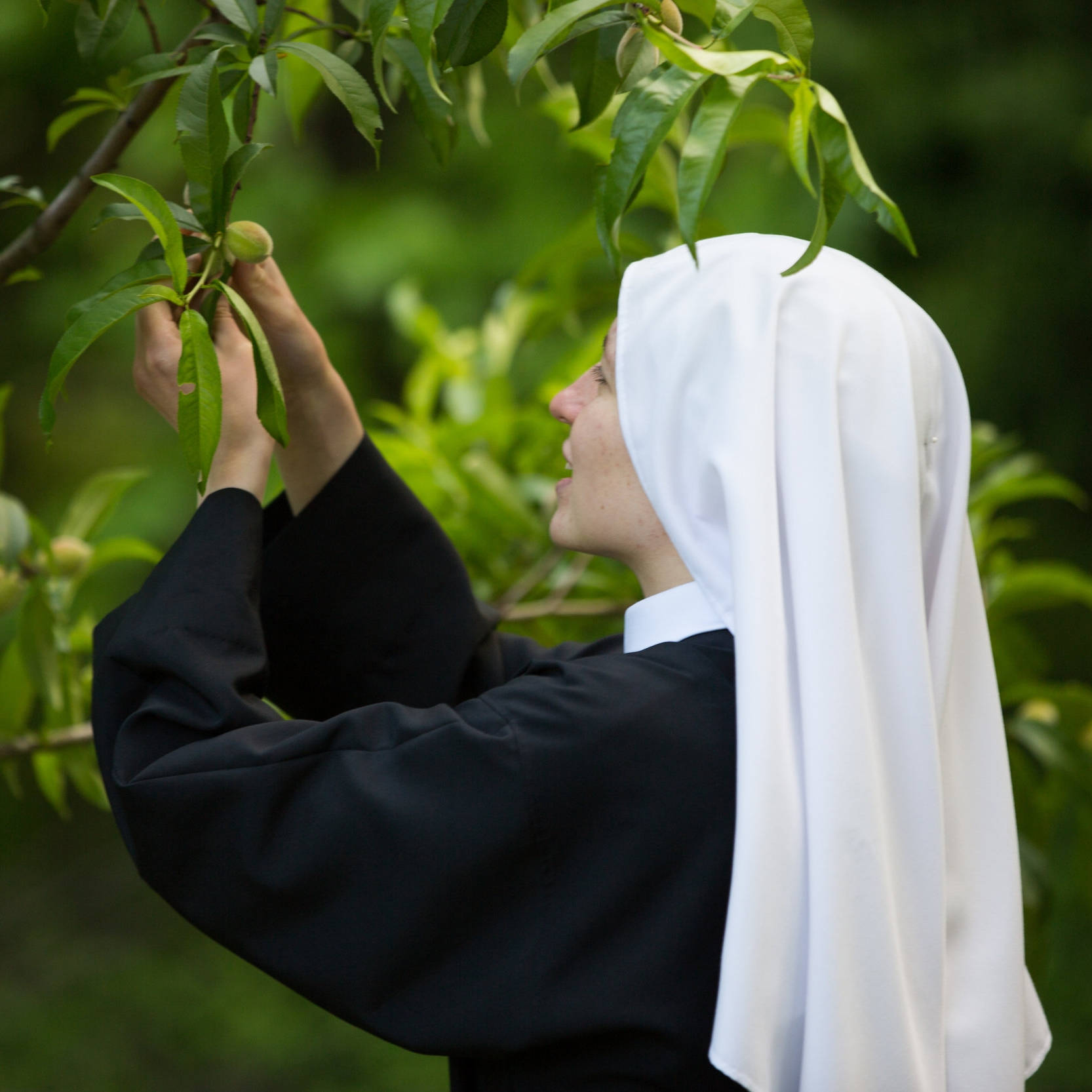 Catholic Nun Sister Background