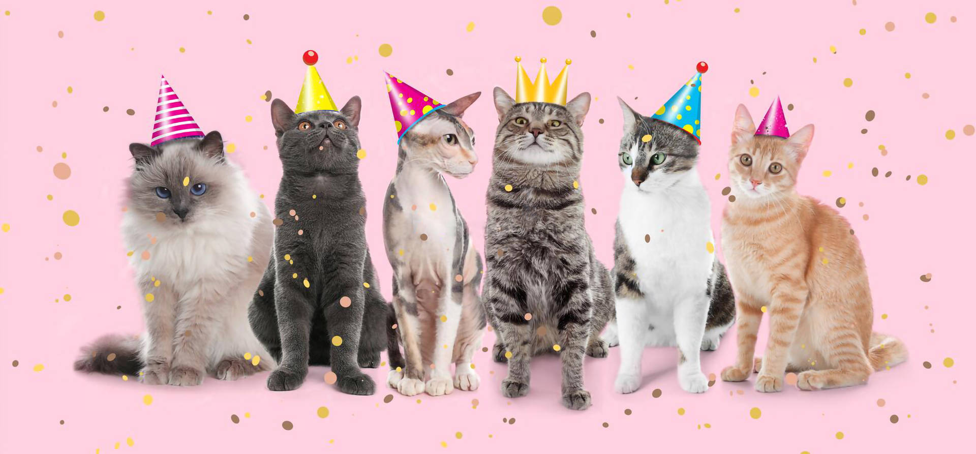 Cats Birthday Party Background Background