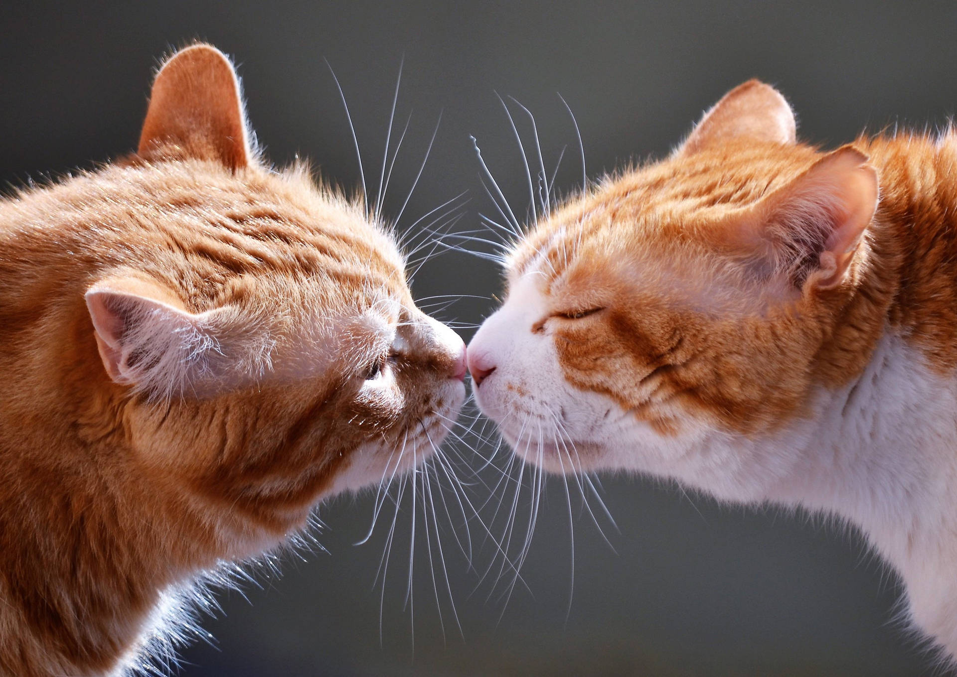 Cats Kissing Hd