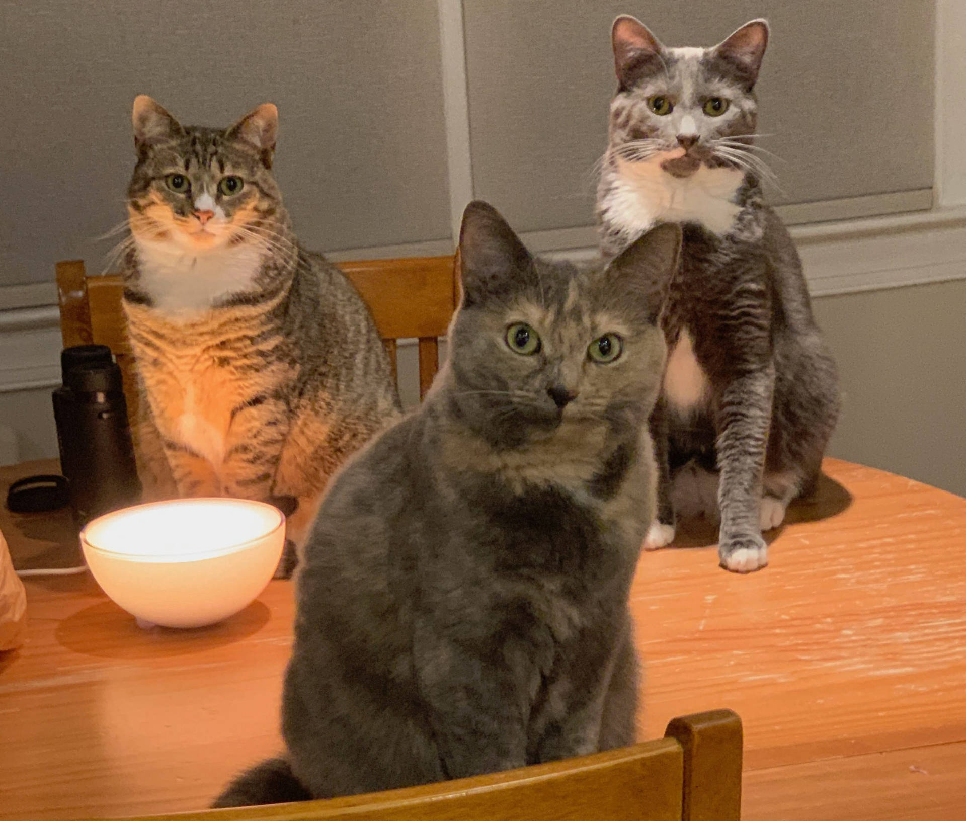 Cats On Wooden Sheesh Table