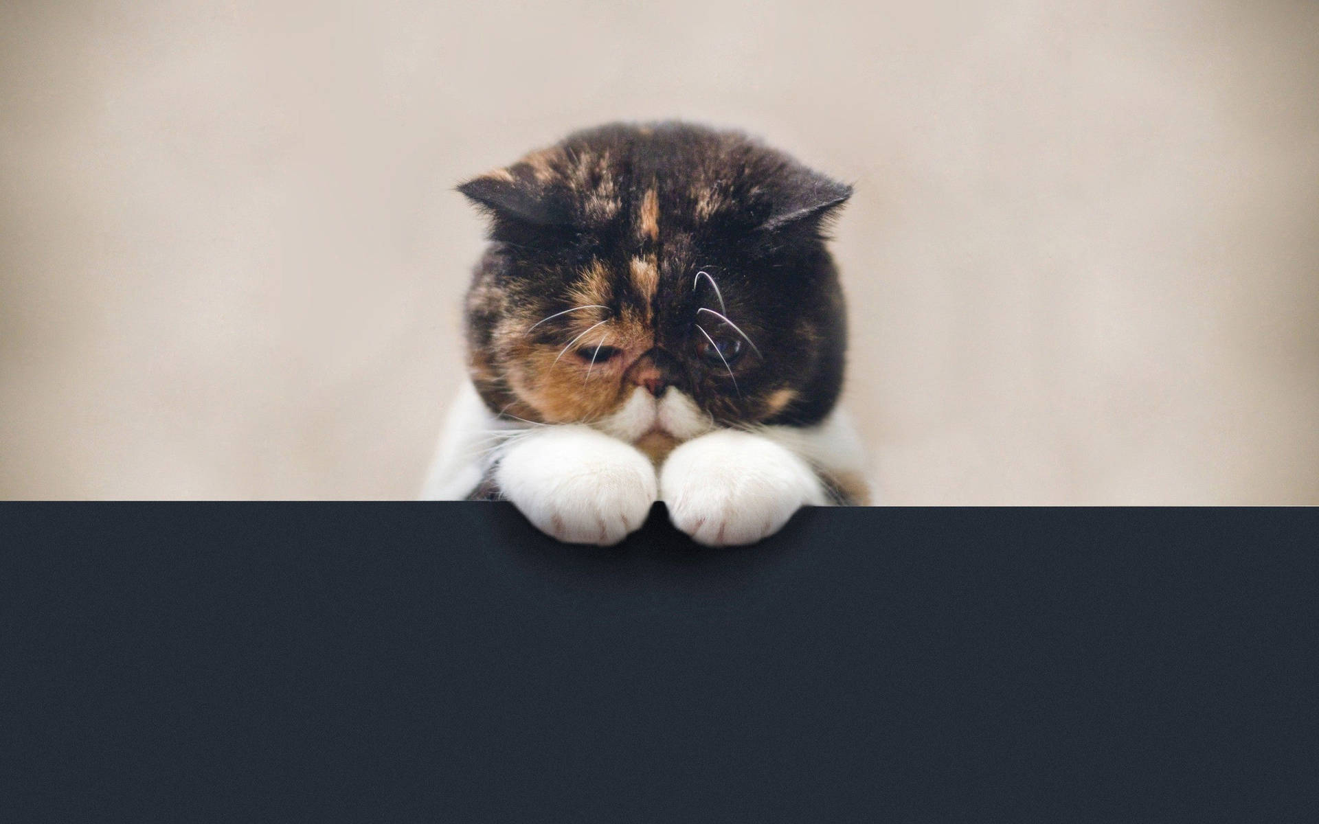 Cat’s Sad Face Background