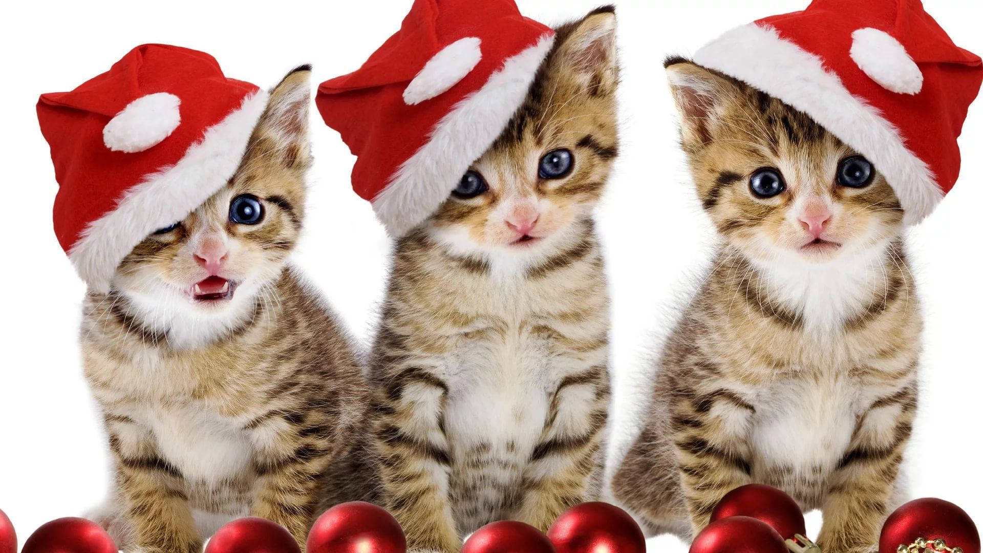Cats Wearing Santa Hat Funny Christmas Background