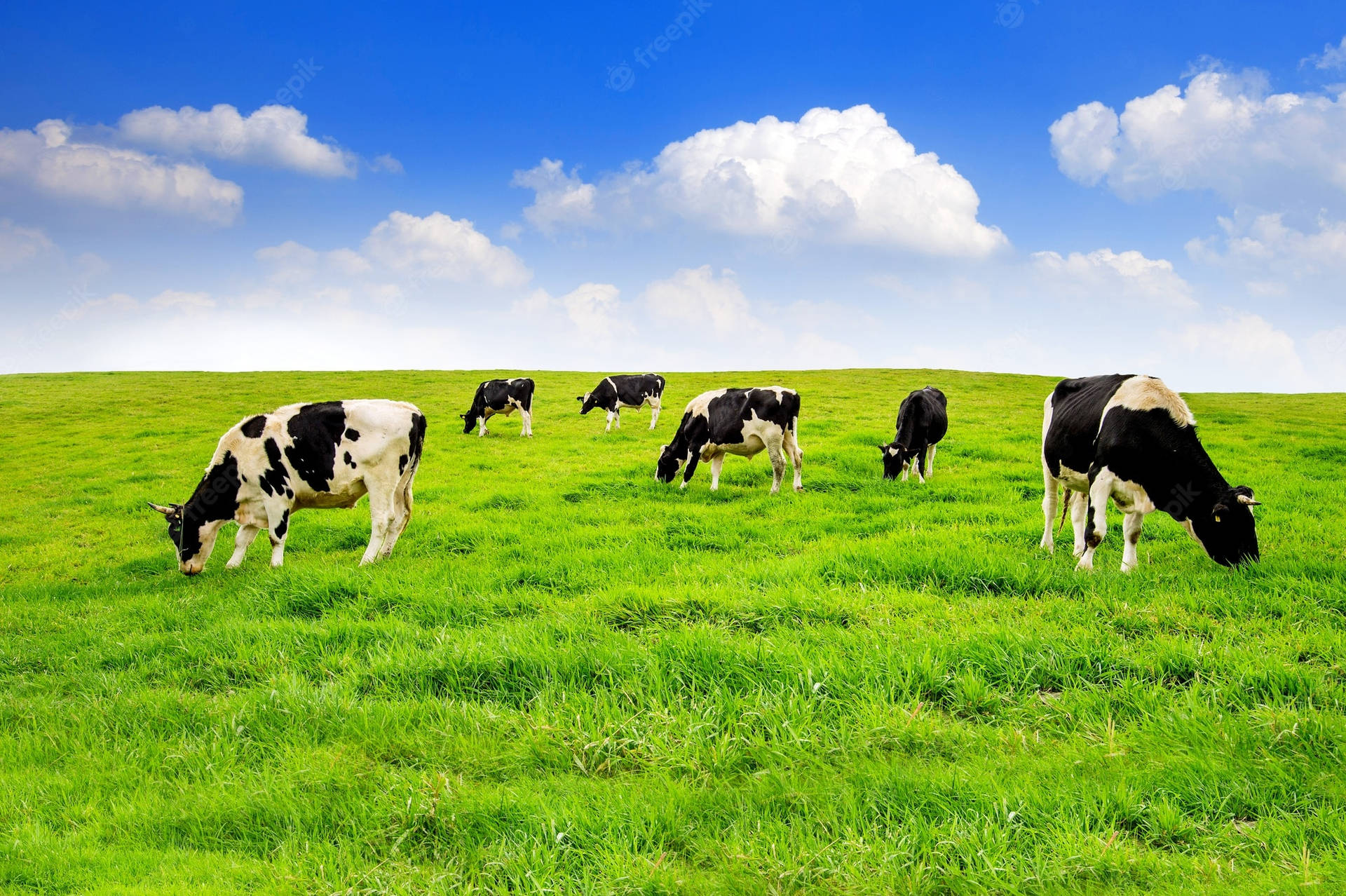 Cattle Farm Animals On Green Field