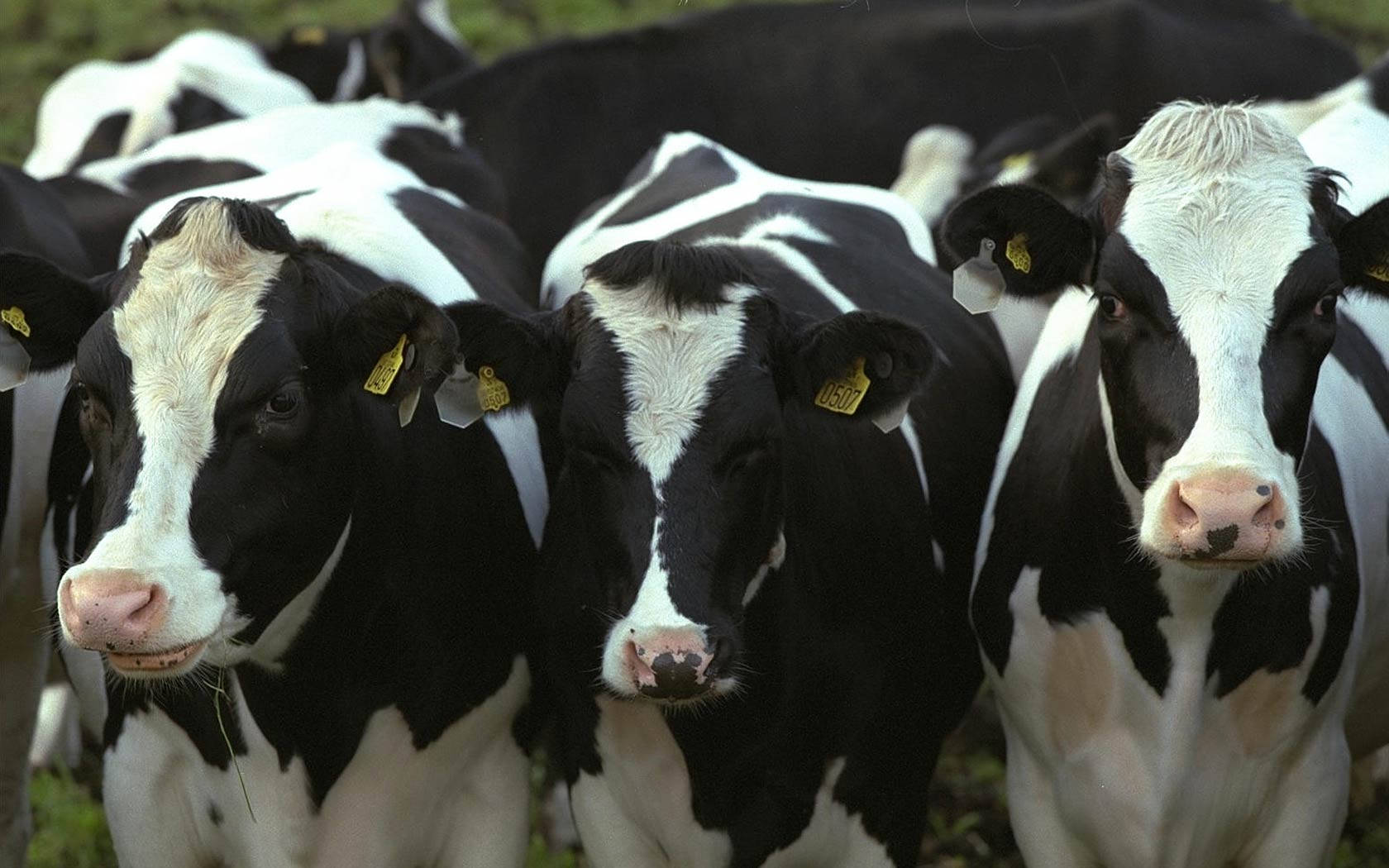 Cattle Holstein Friesian Breeds Close Up