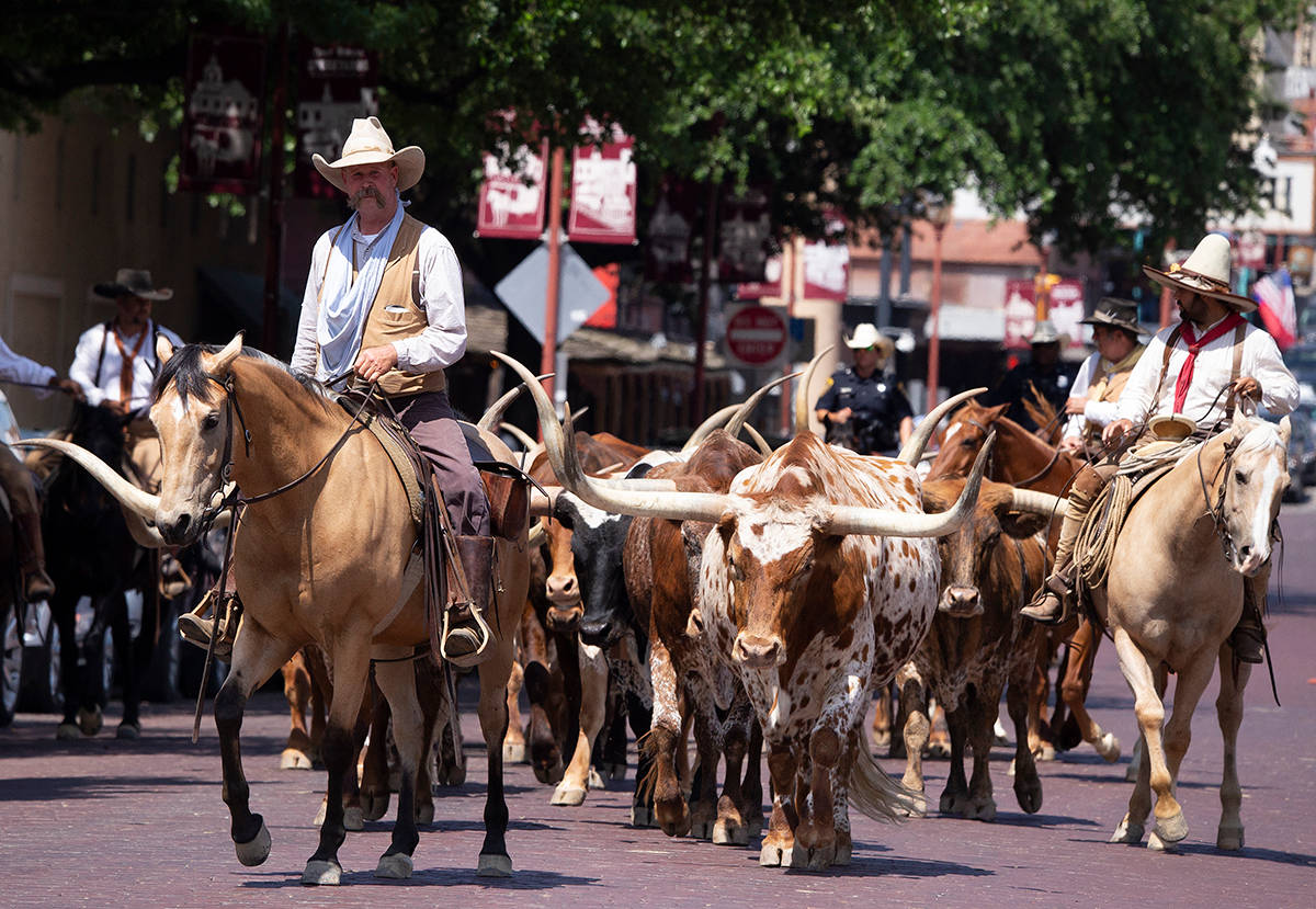 Cattle Parade In Fort Worth