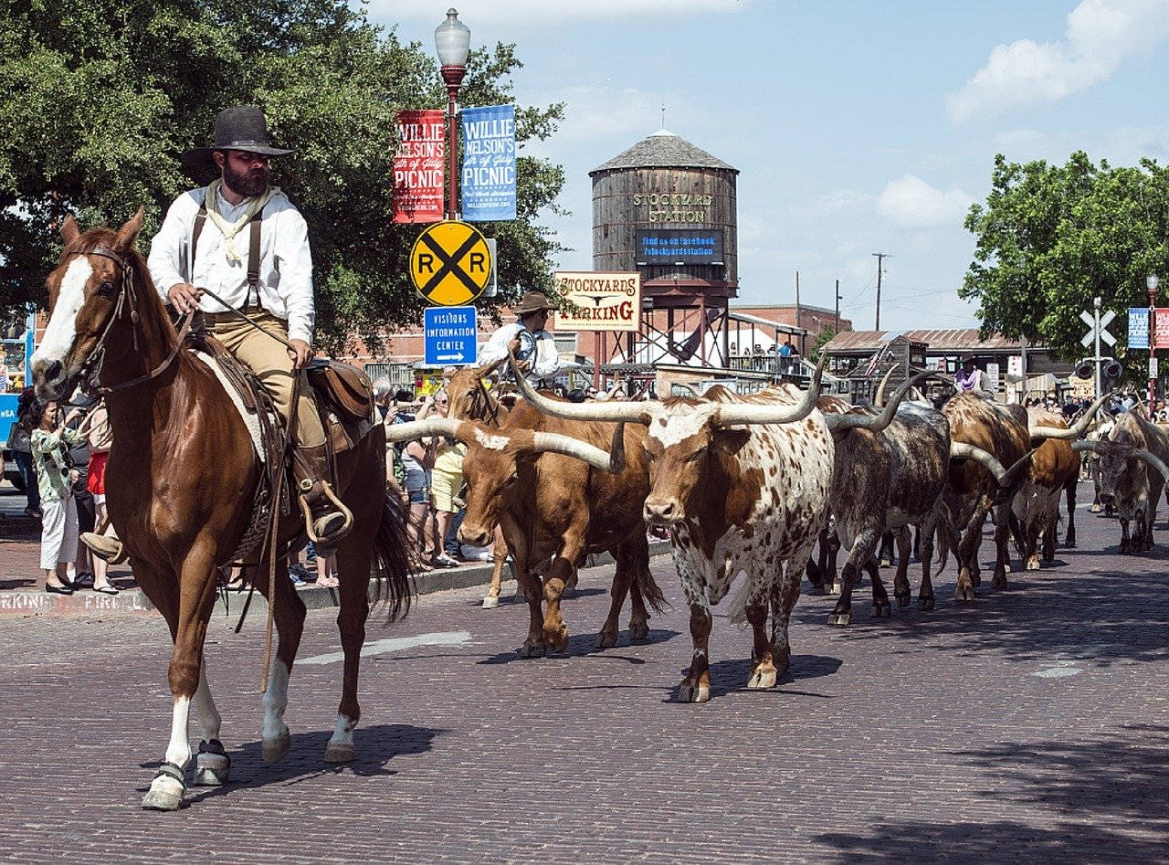 Cattle Parade In Fort Worth Street Background