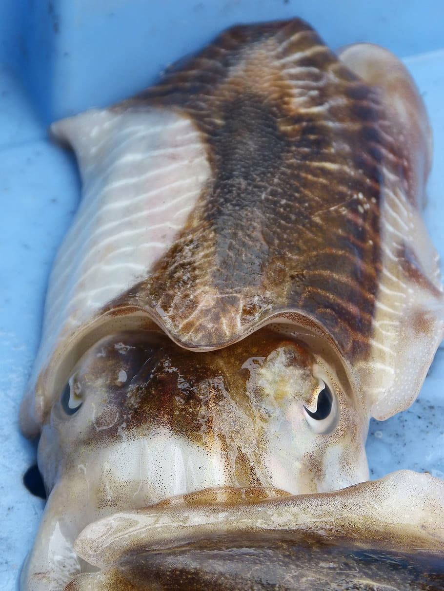 Caught Sepia Cuttlefish