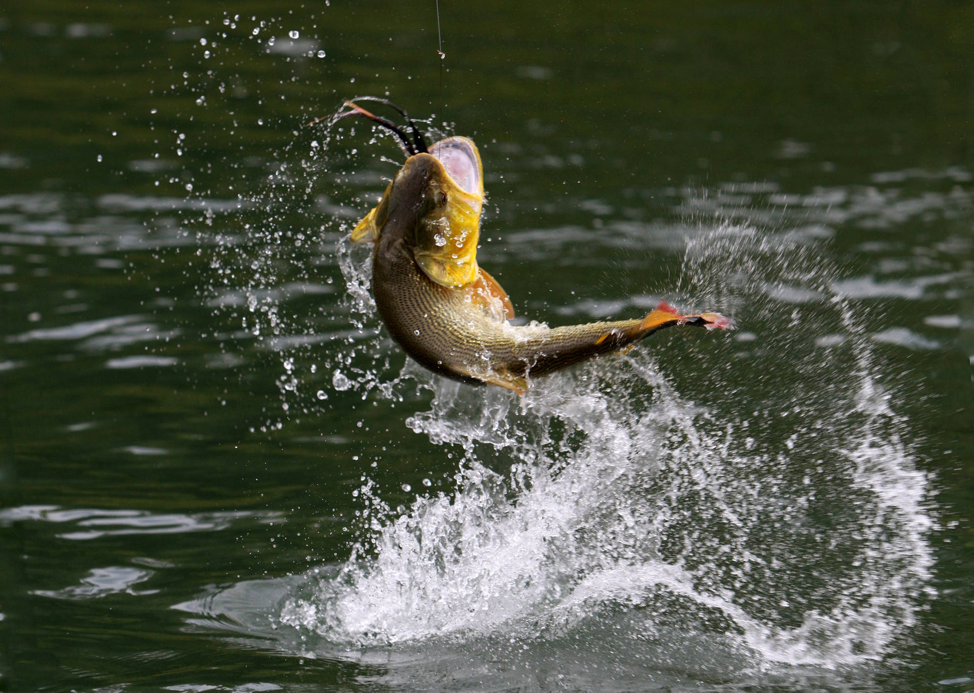 Caught Trout Fish