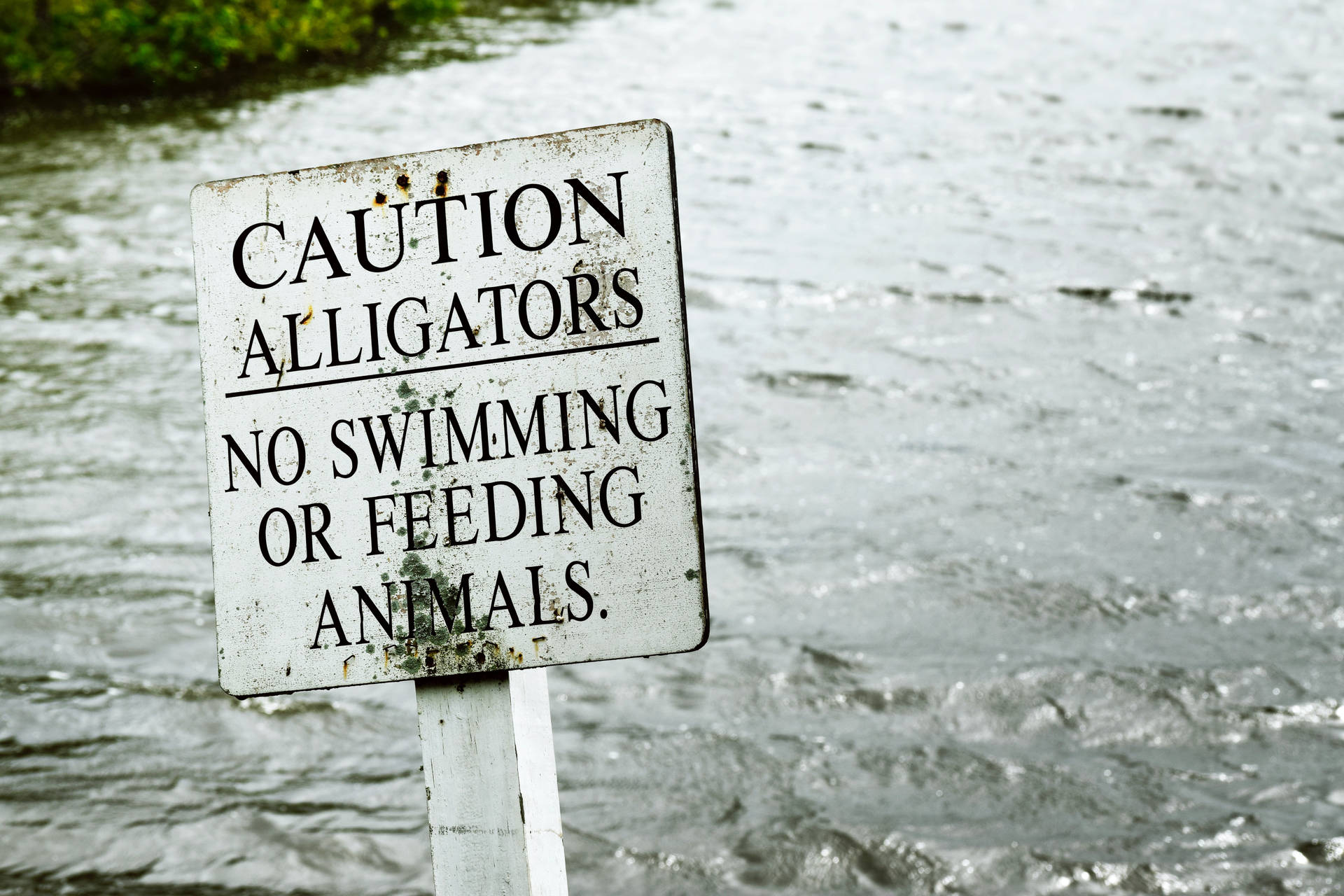Caution Alligator Danger Sign Background