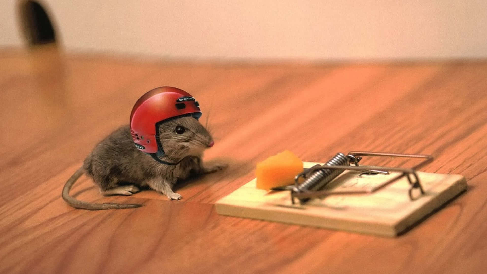 Cautious Mouse With Helmet Near Mousetrap.jpg Background