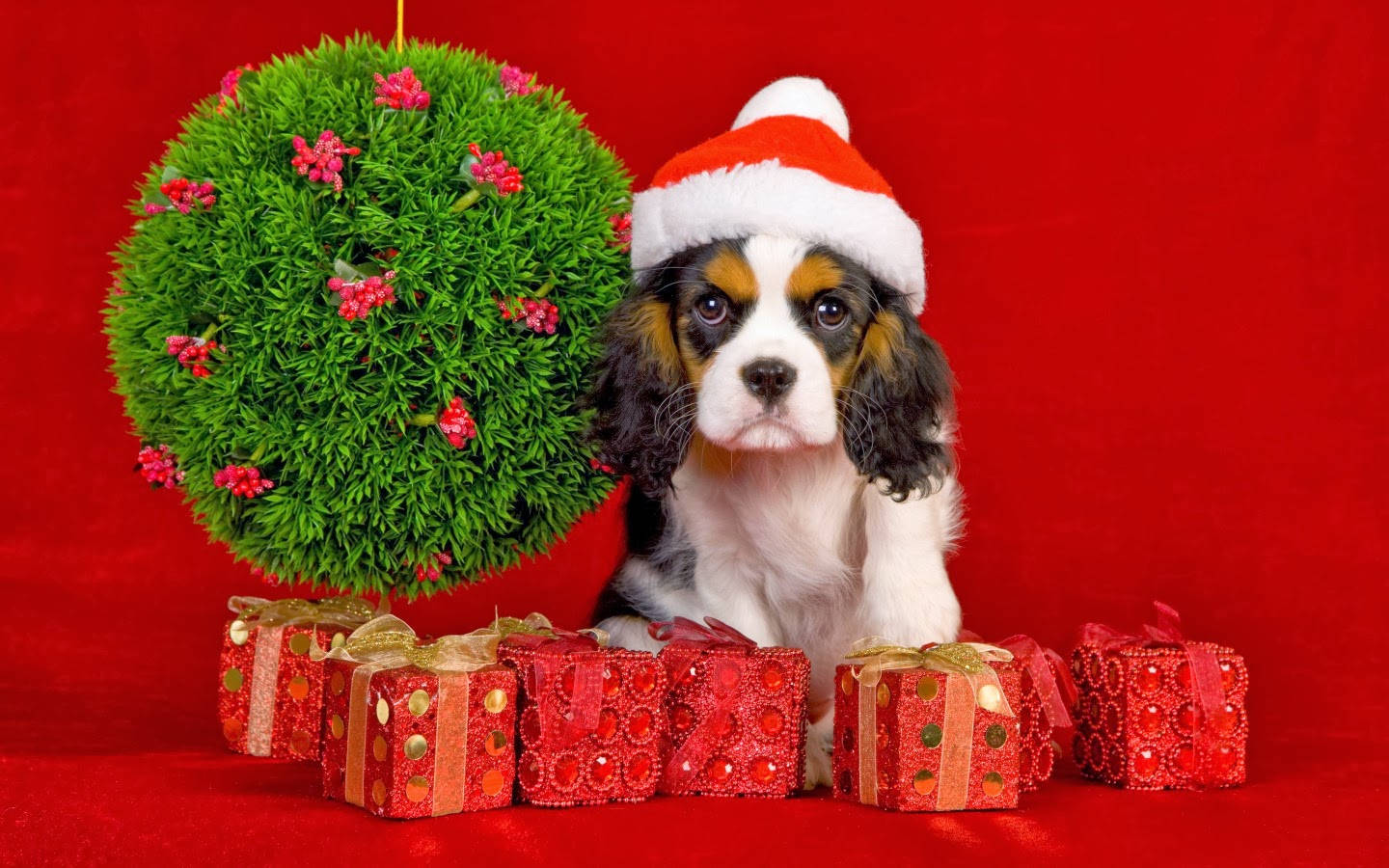 Cavalier Puppy Christmas Presents Background