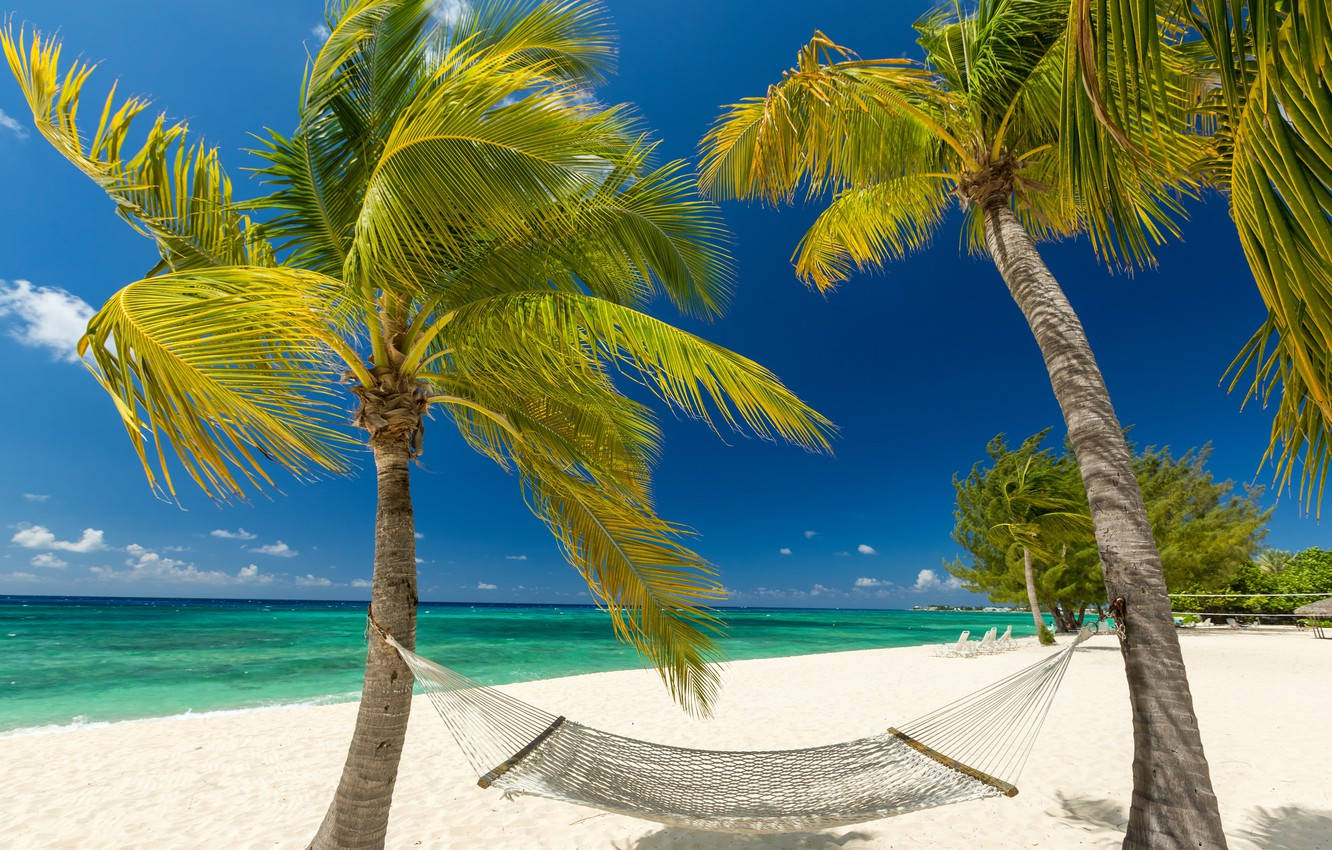 Cayman Island Hammock By The Beach Background