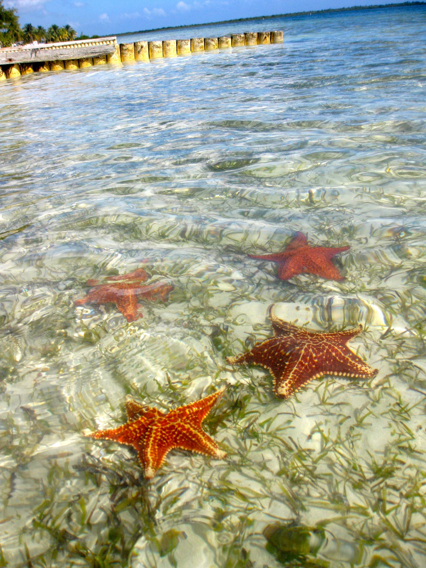 Cayman Island Starfish Point Background