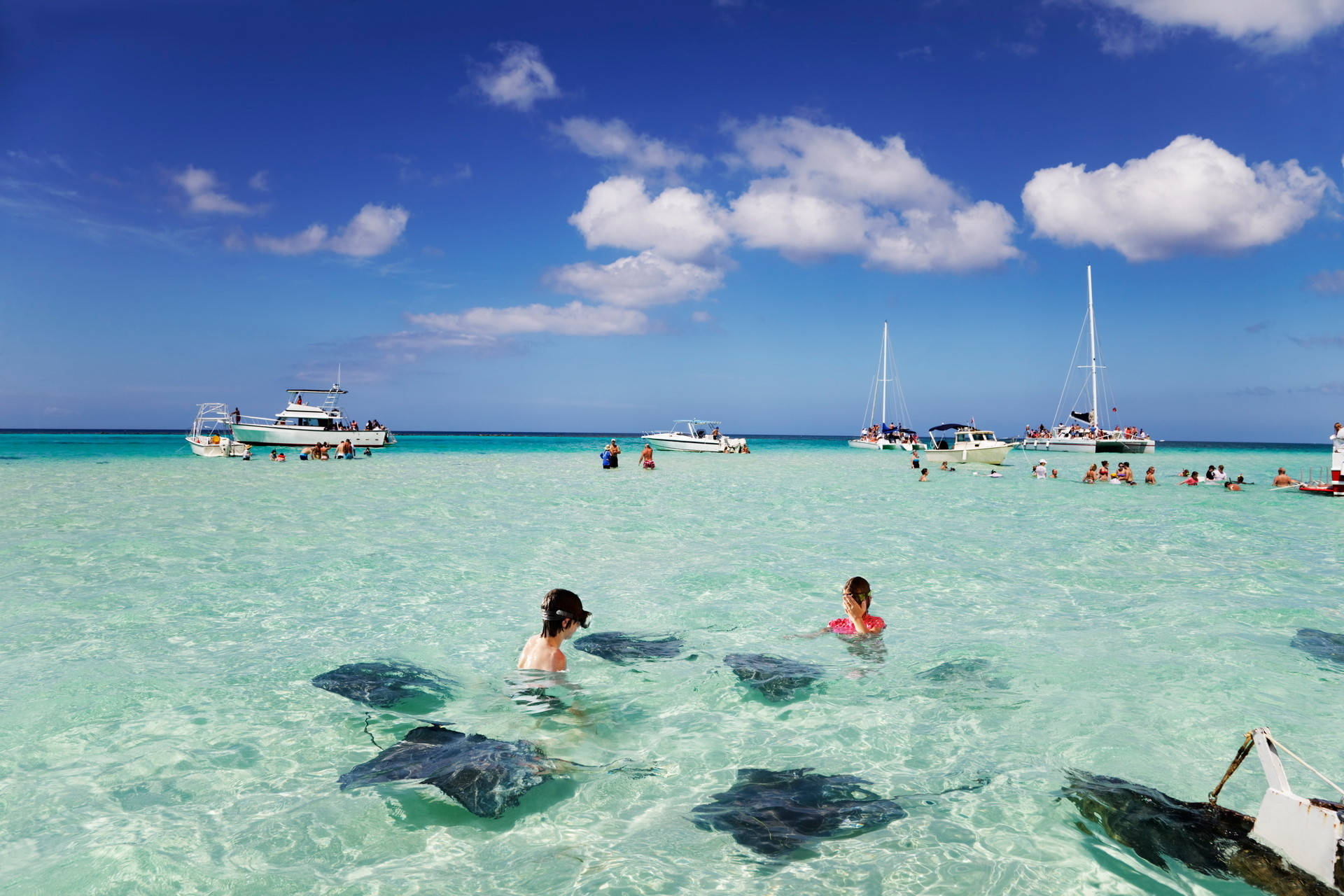 Cayman Island Stingray City Background