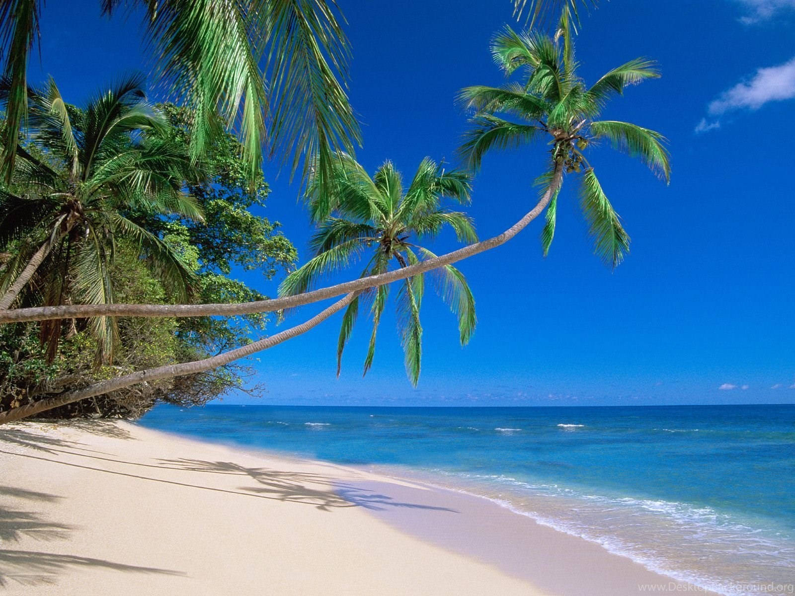 Cayman Island Tropical Beach Background