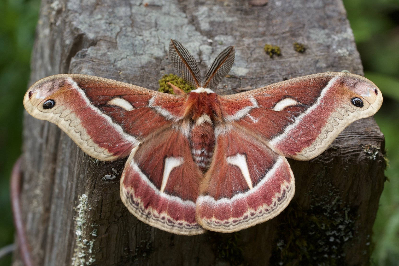 Ceanothus Silkmoth Big Pretty Insect Background