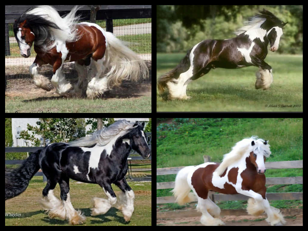 Celebrate A Love Of Horses With This Playful Collage Background