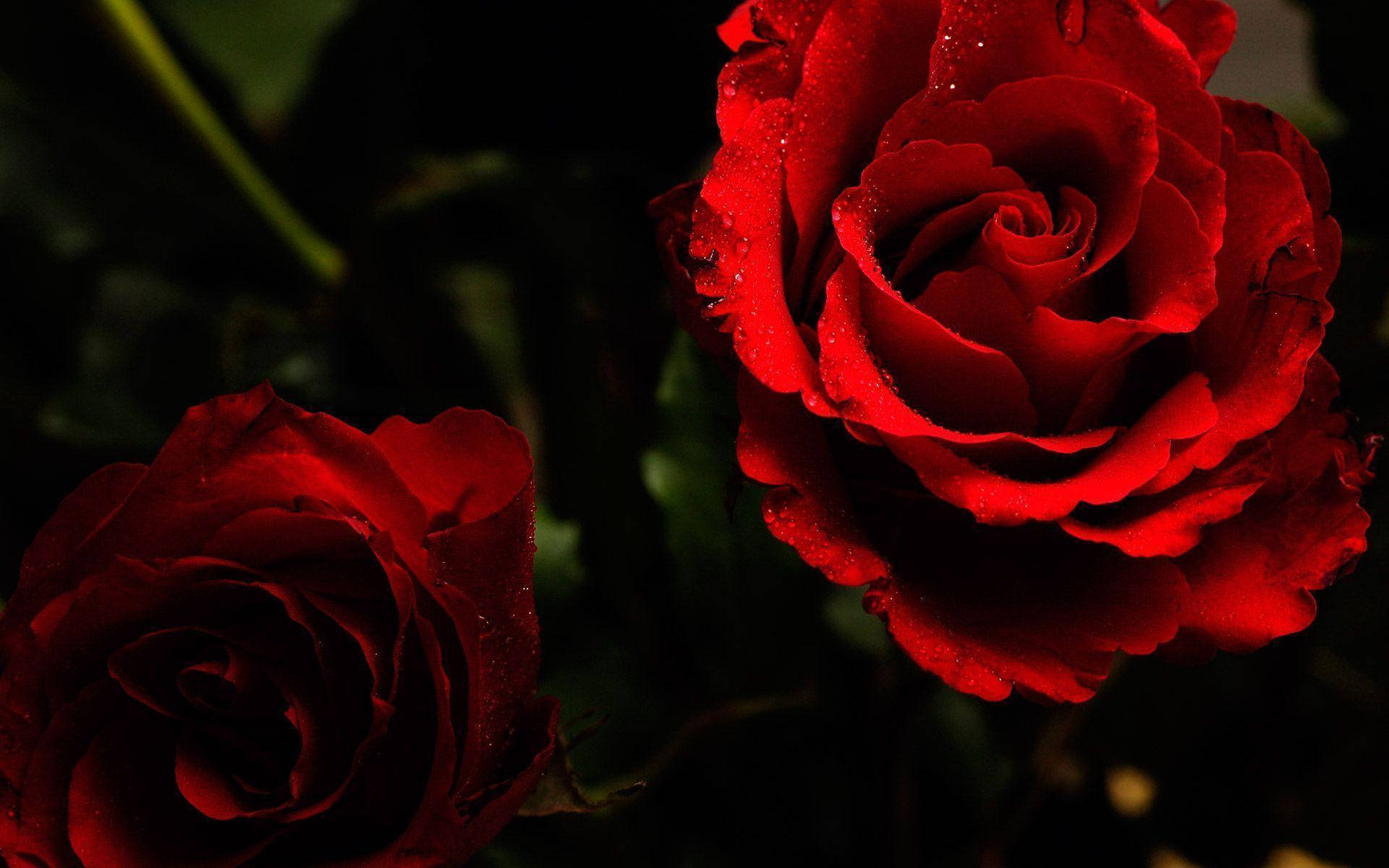 Celebrate Beauty With A Bouquet Of Red Roses